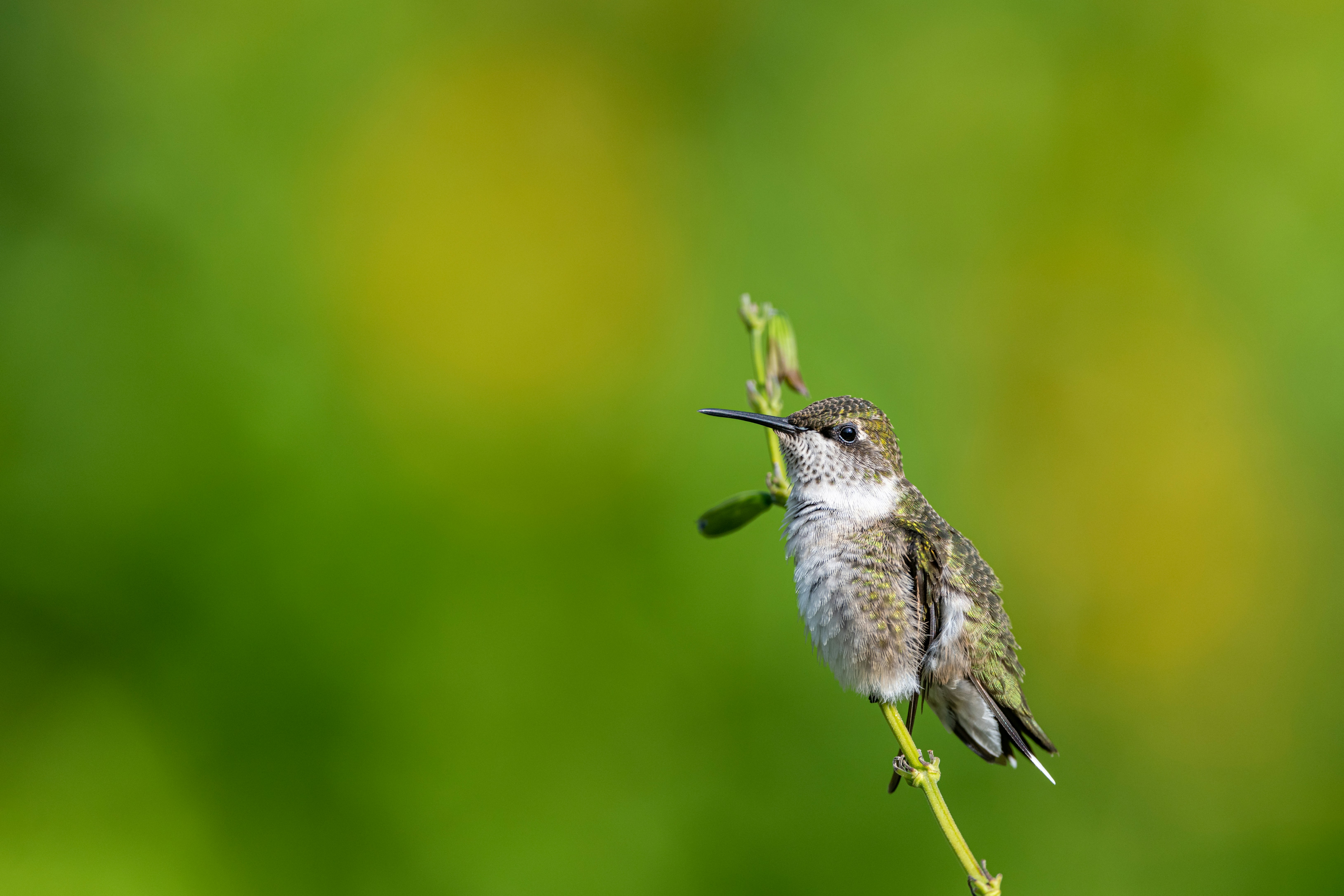 Photo by skylerewing