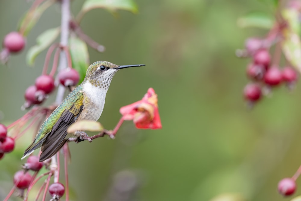 a hummingbird perches on a branch with berries