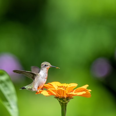 A hummingbird hovers next to a vibrant orange flower, its wings a blur against a soft, green background. The bird's iridescent feathers catch the light, and it appears poised as if to sip nectar.