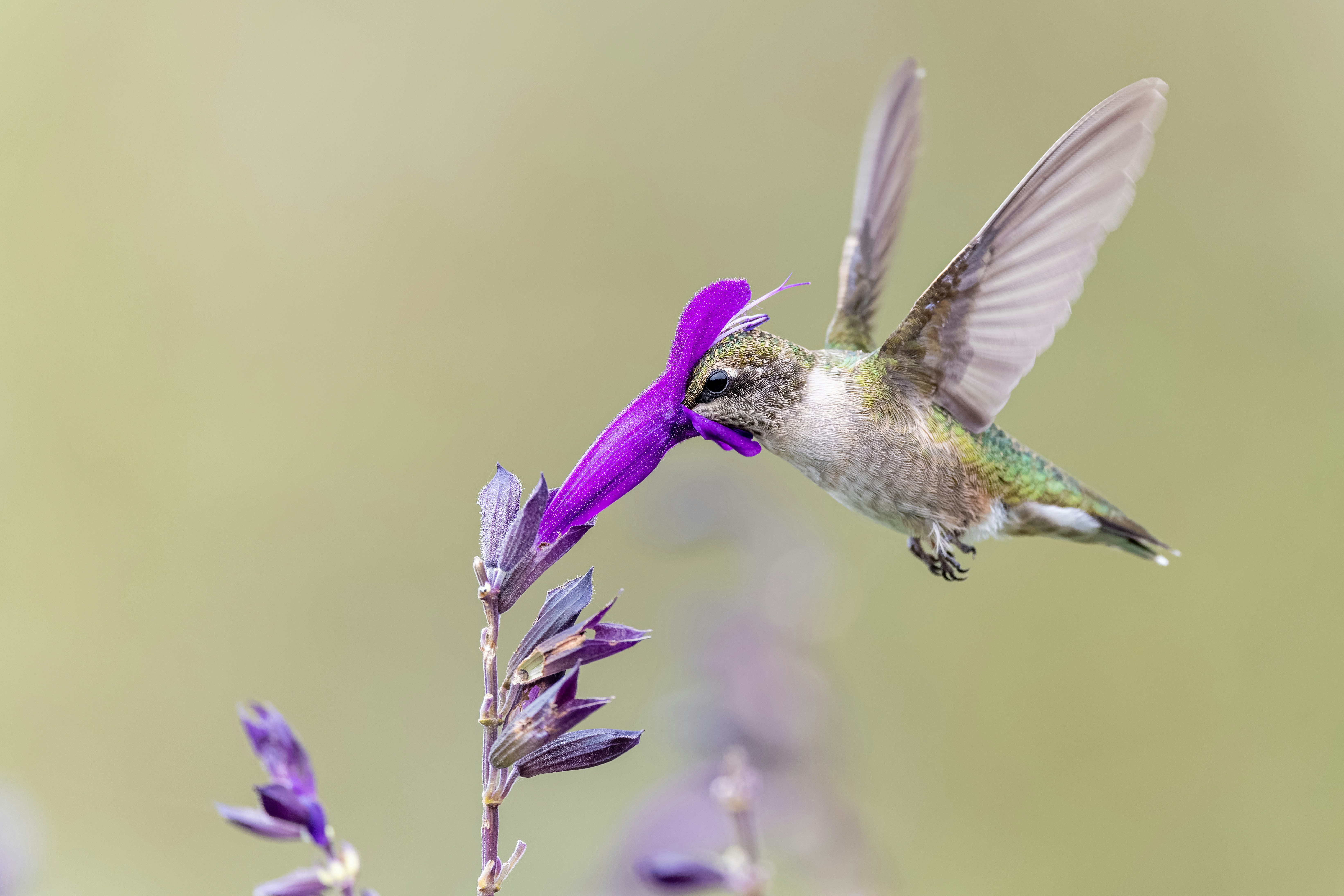 Photo by skylerewing