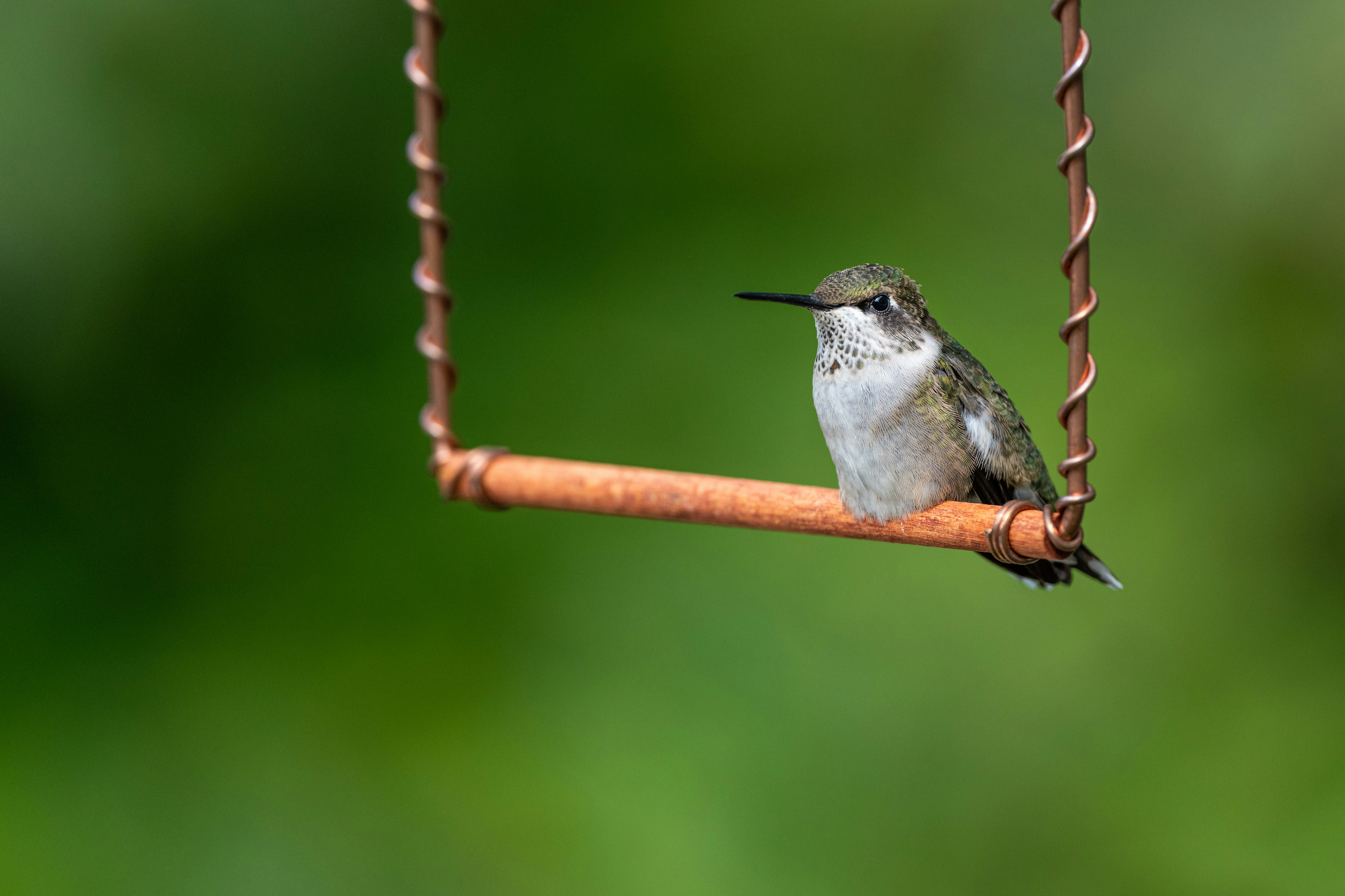 Photo by skylerewing