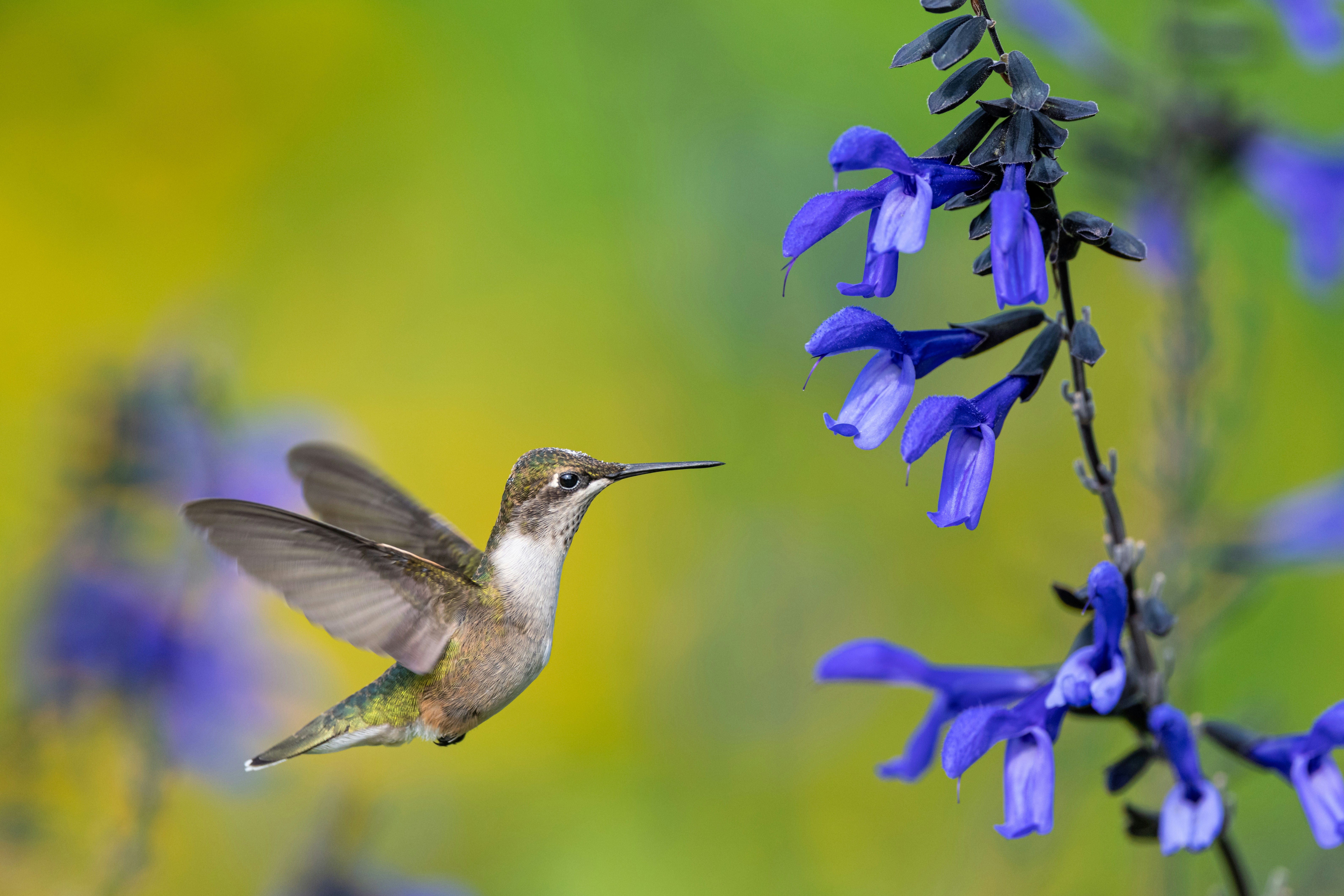 Photo by skylerewing