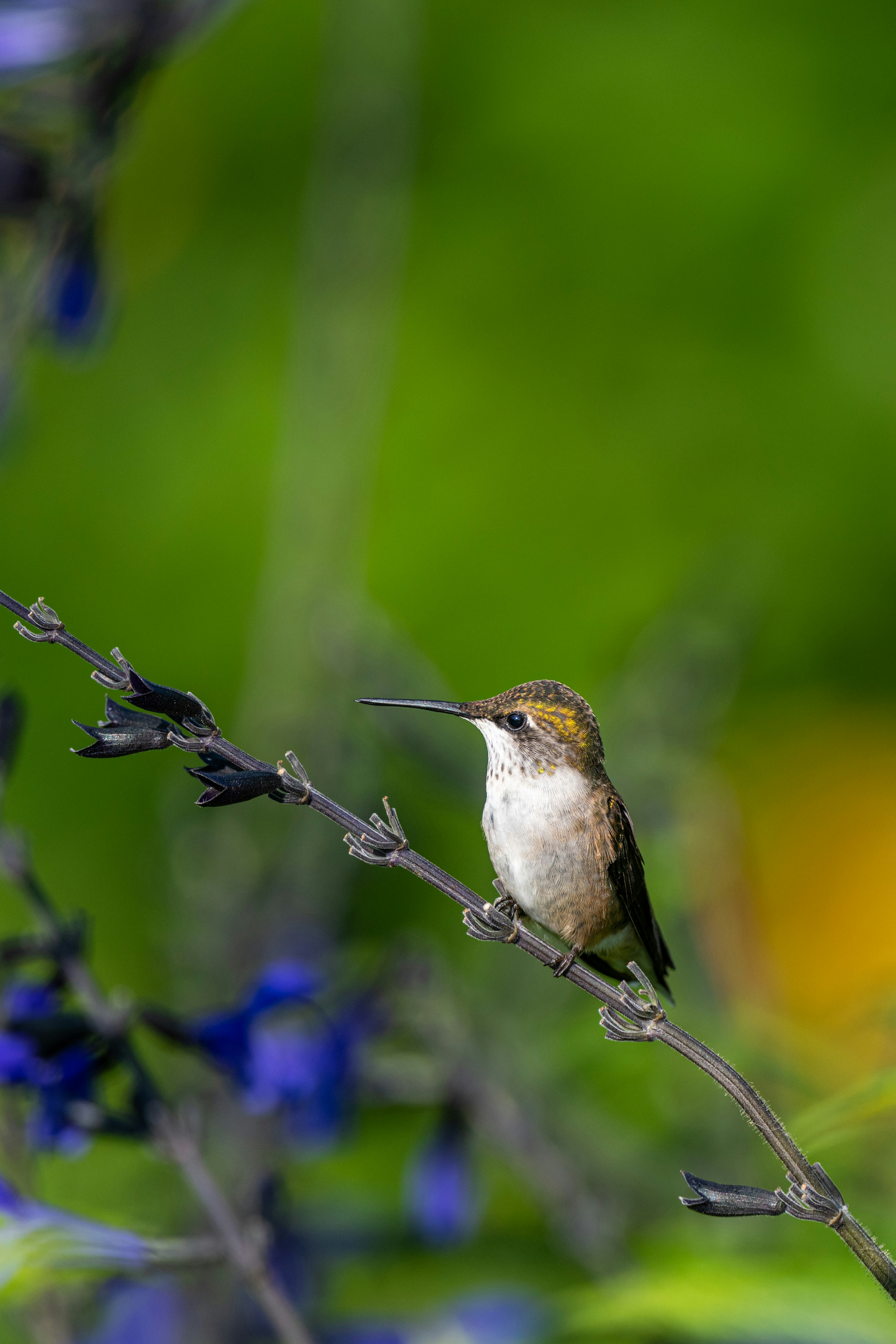 Photo by skylerewing