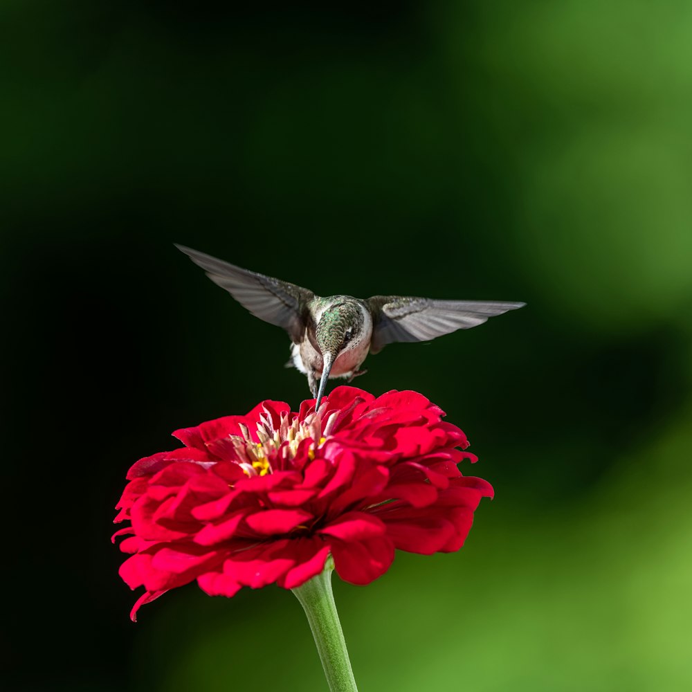 a hummingbird feeding on a red flower