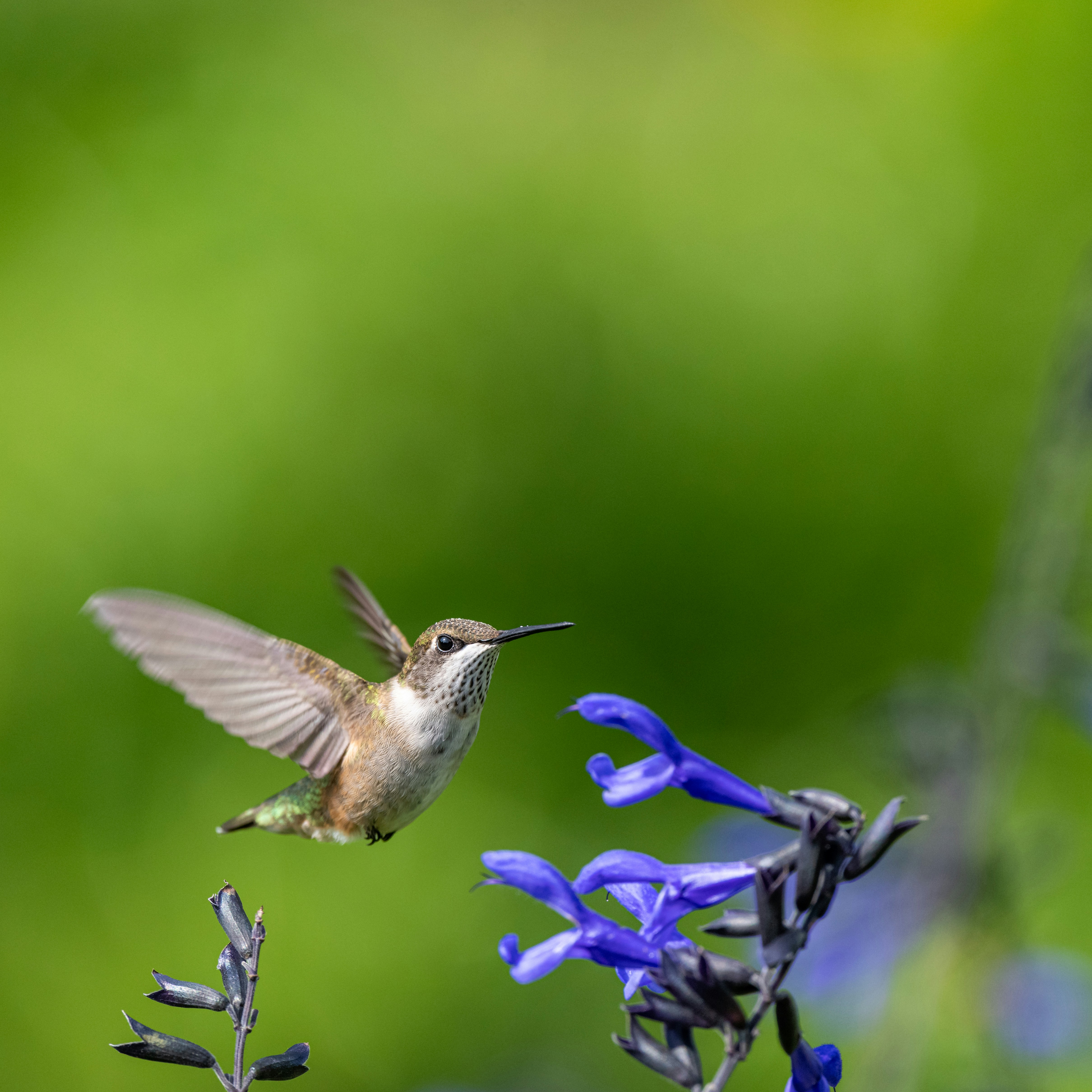 Photo by skylerewing