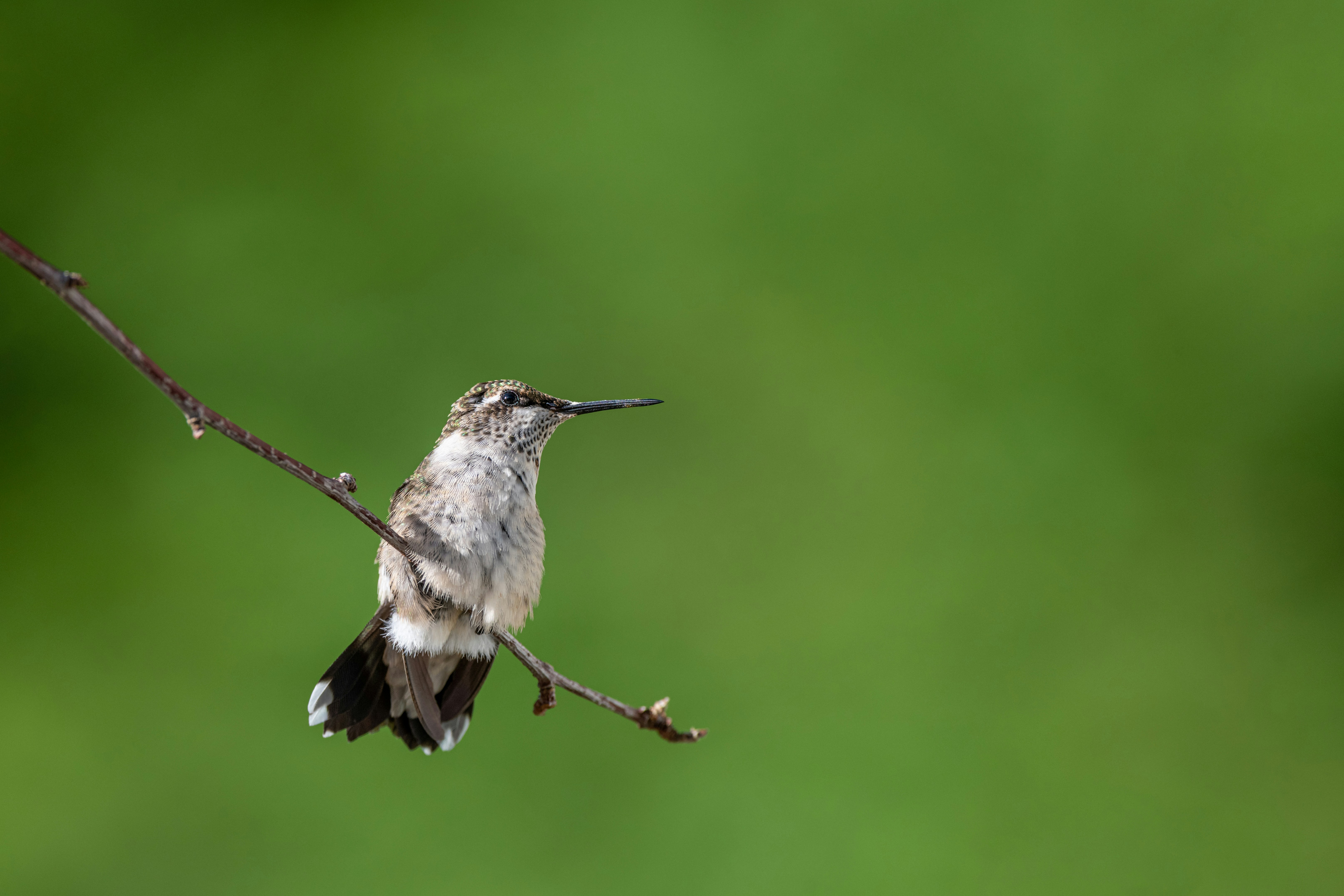 Photo by skylerewing