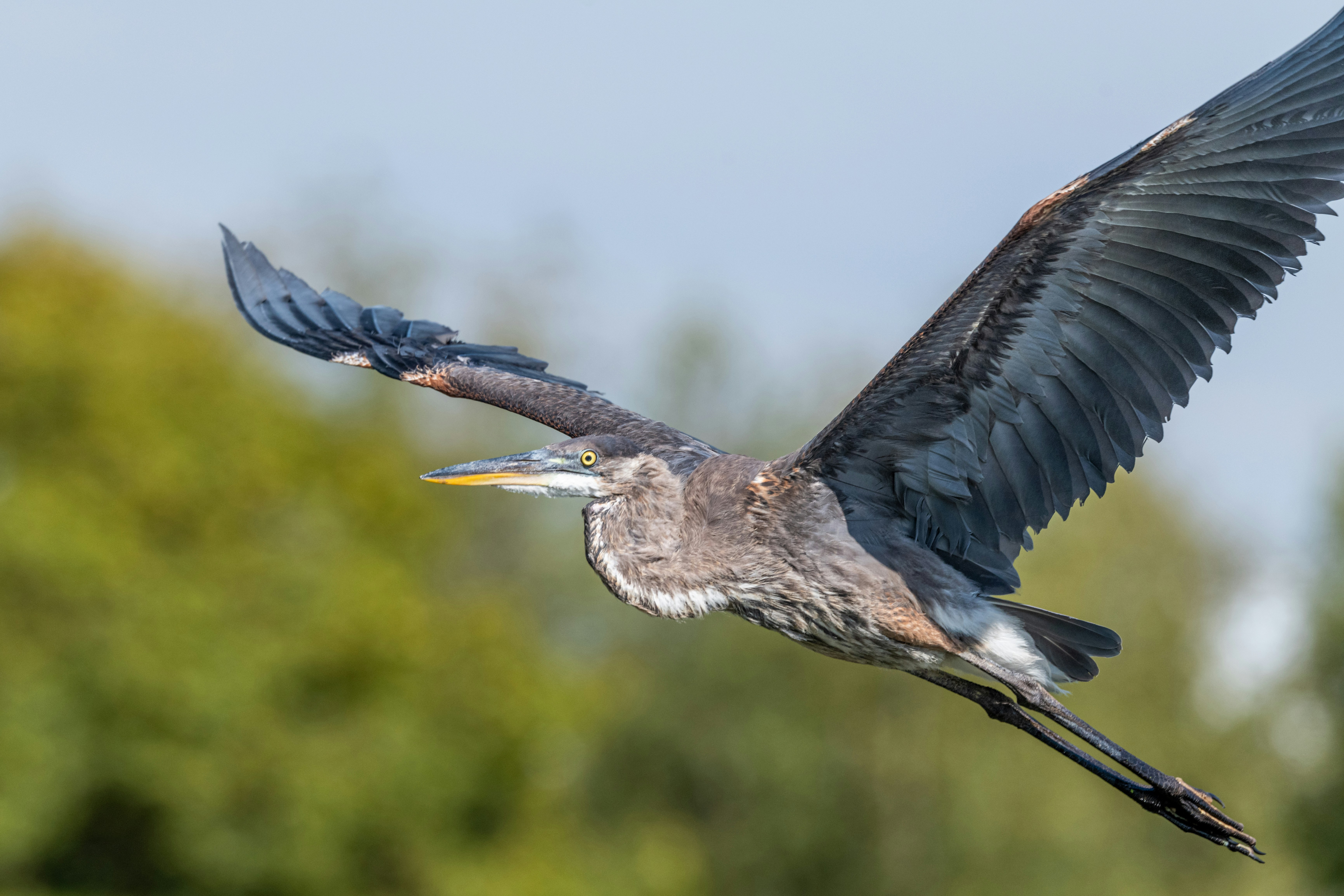 Photo by skylerewing