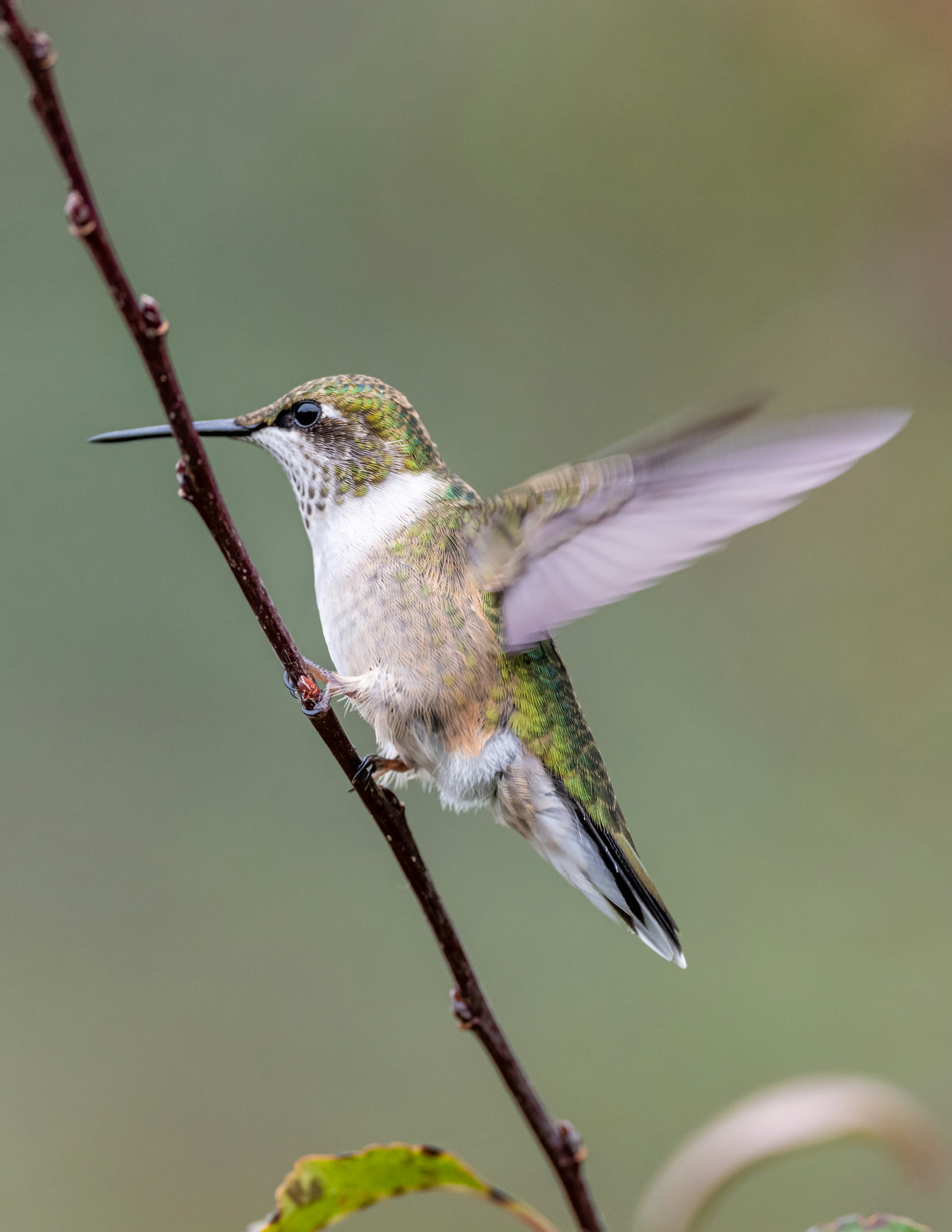 Photo by skylerewing