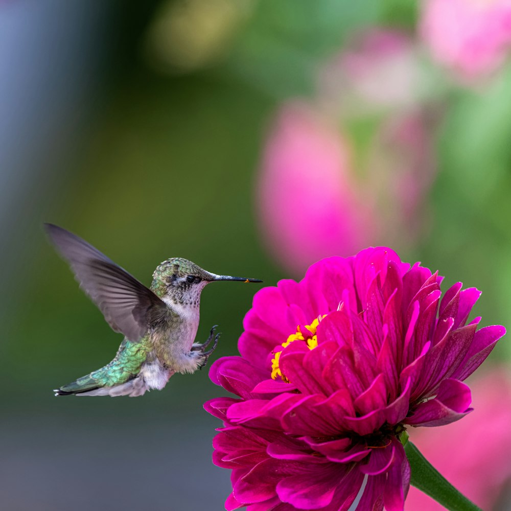a hummingbird hovers near a pink flower