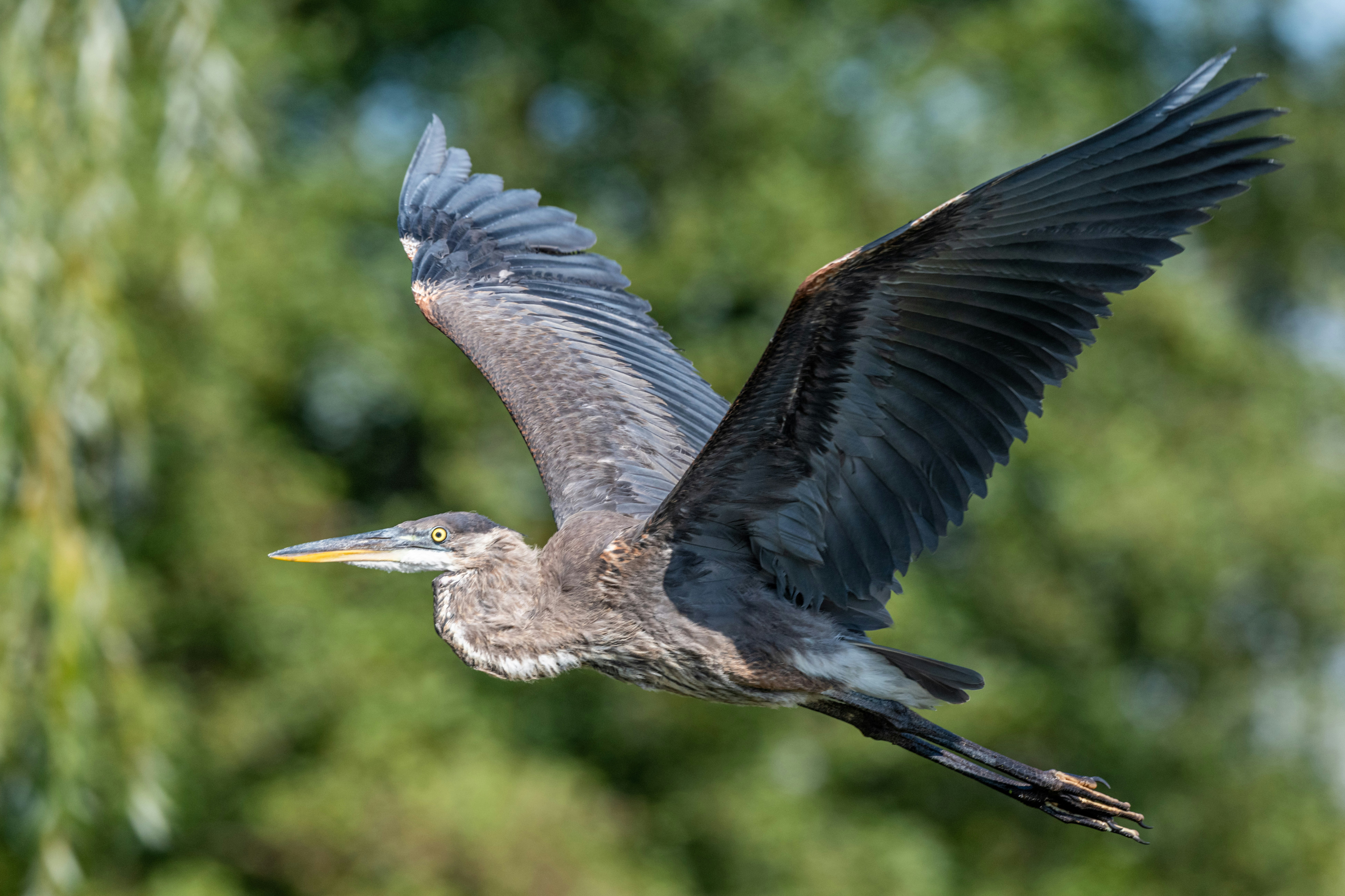 Photo by skylerewing