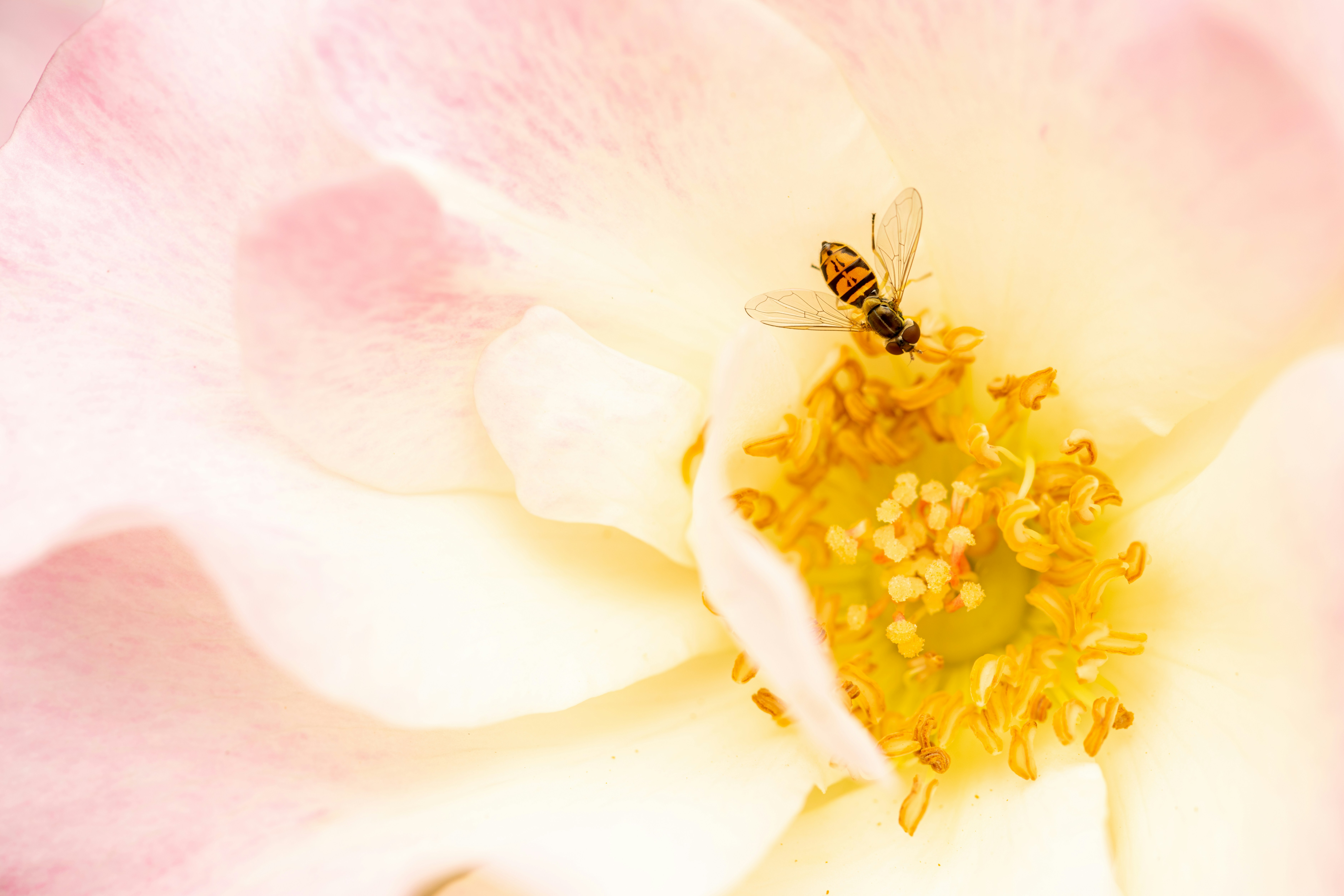 Photo by skylerewing