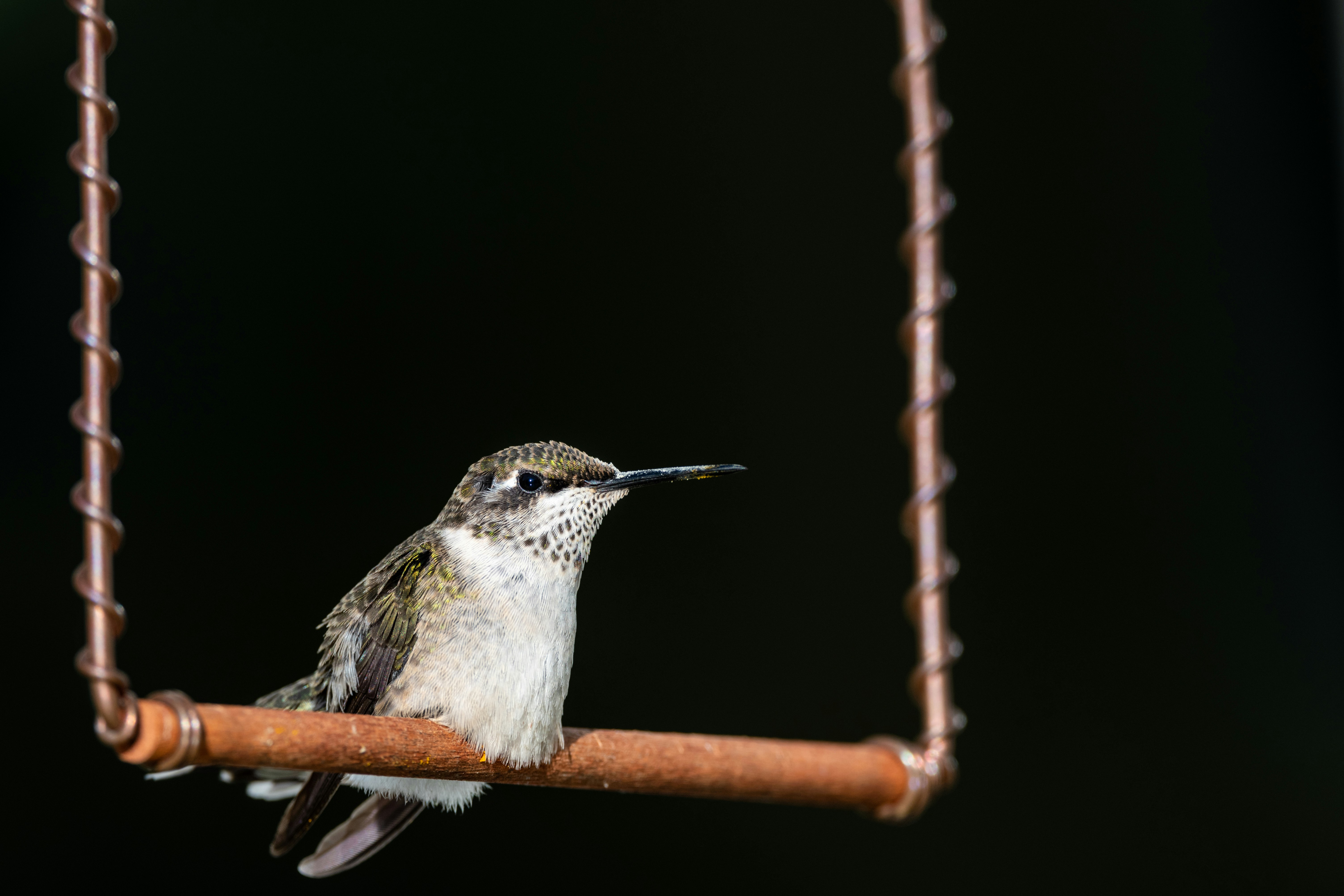 Photo by skylerewing