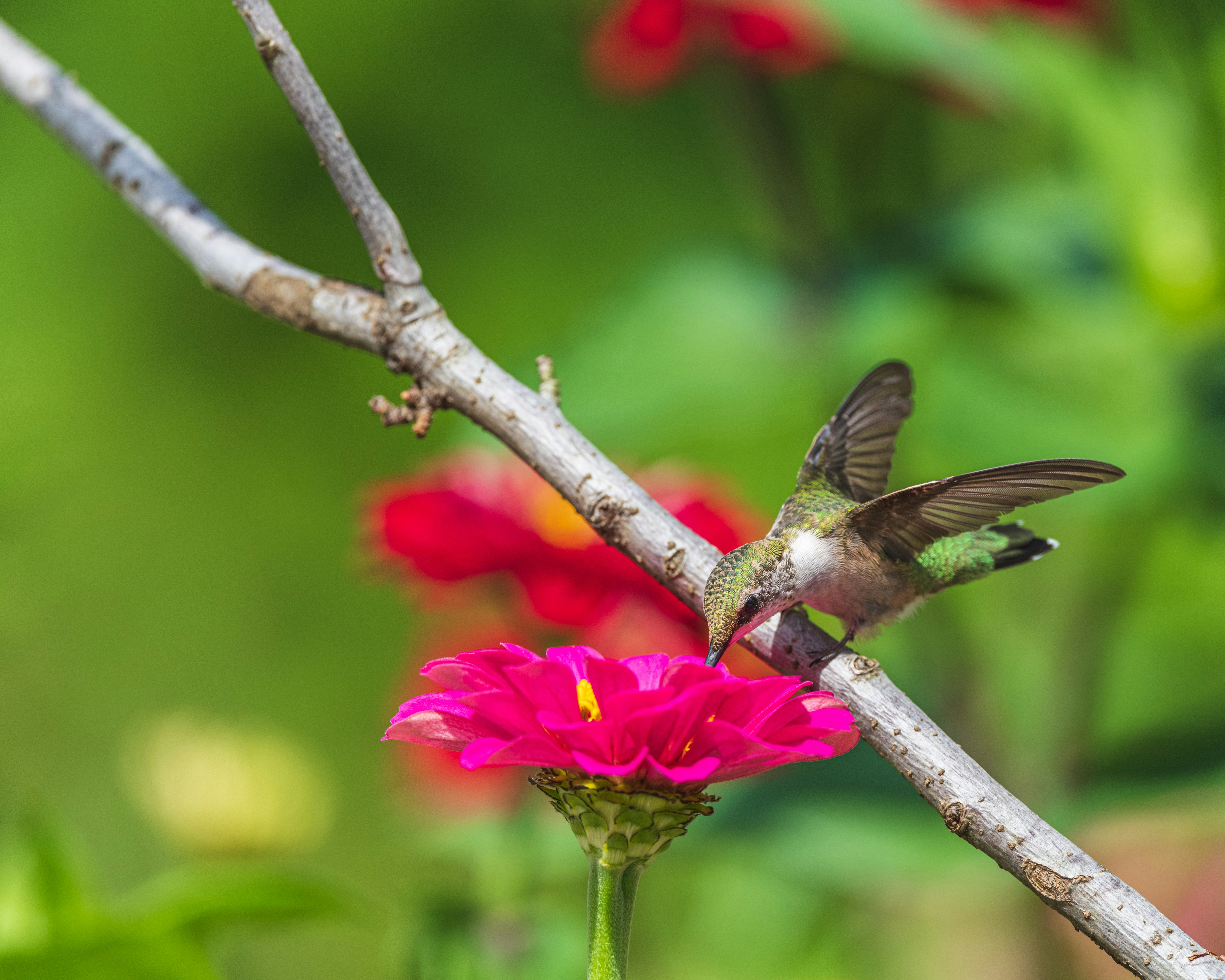 Photo by skylerewing