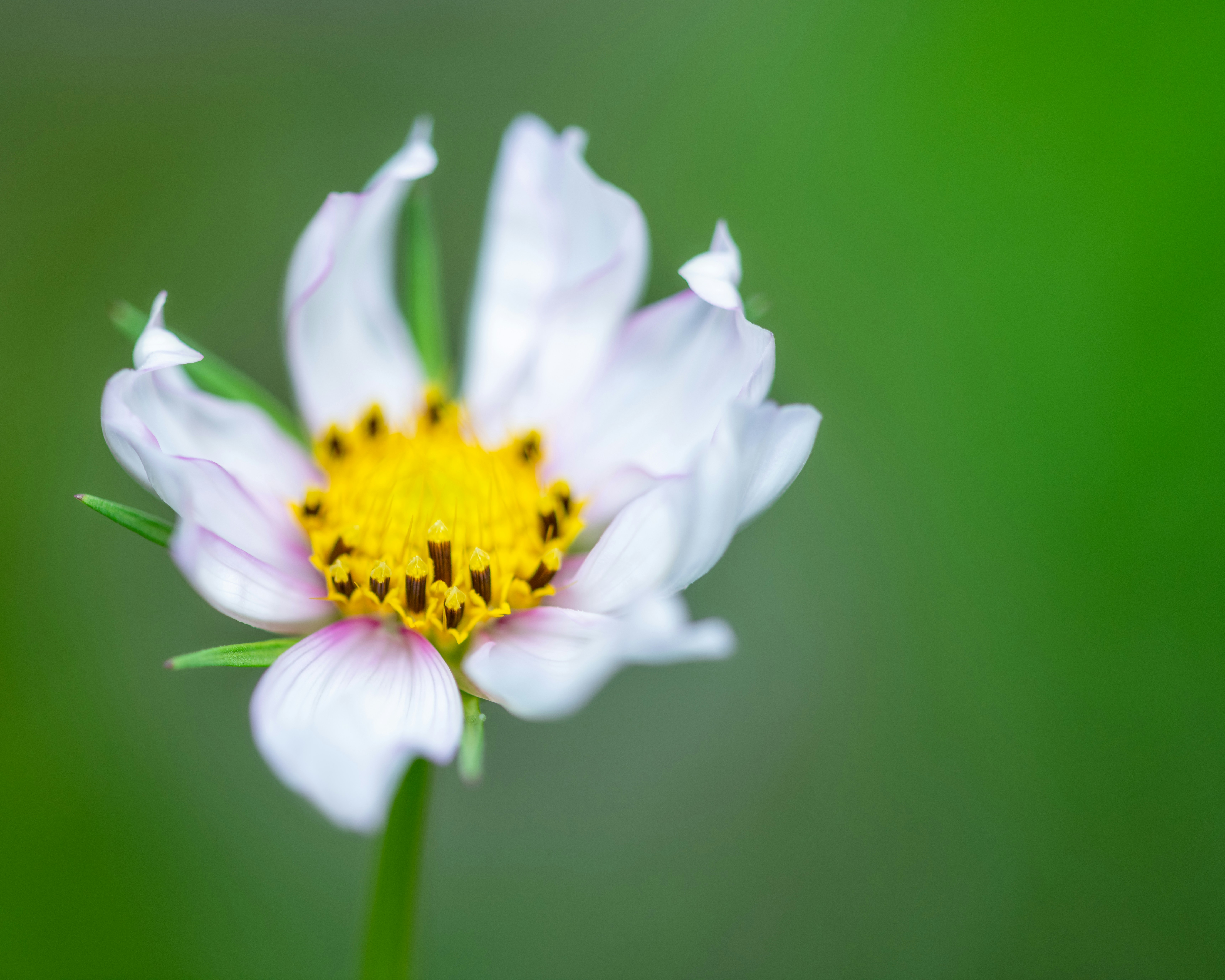 Photo by skylerewing