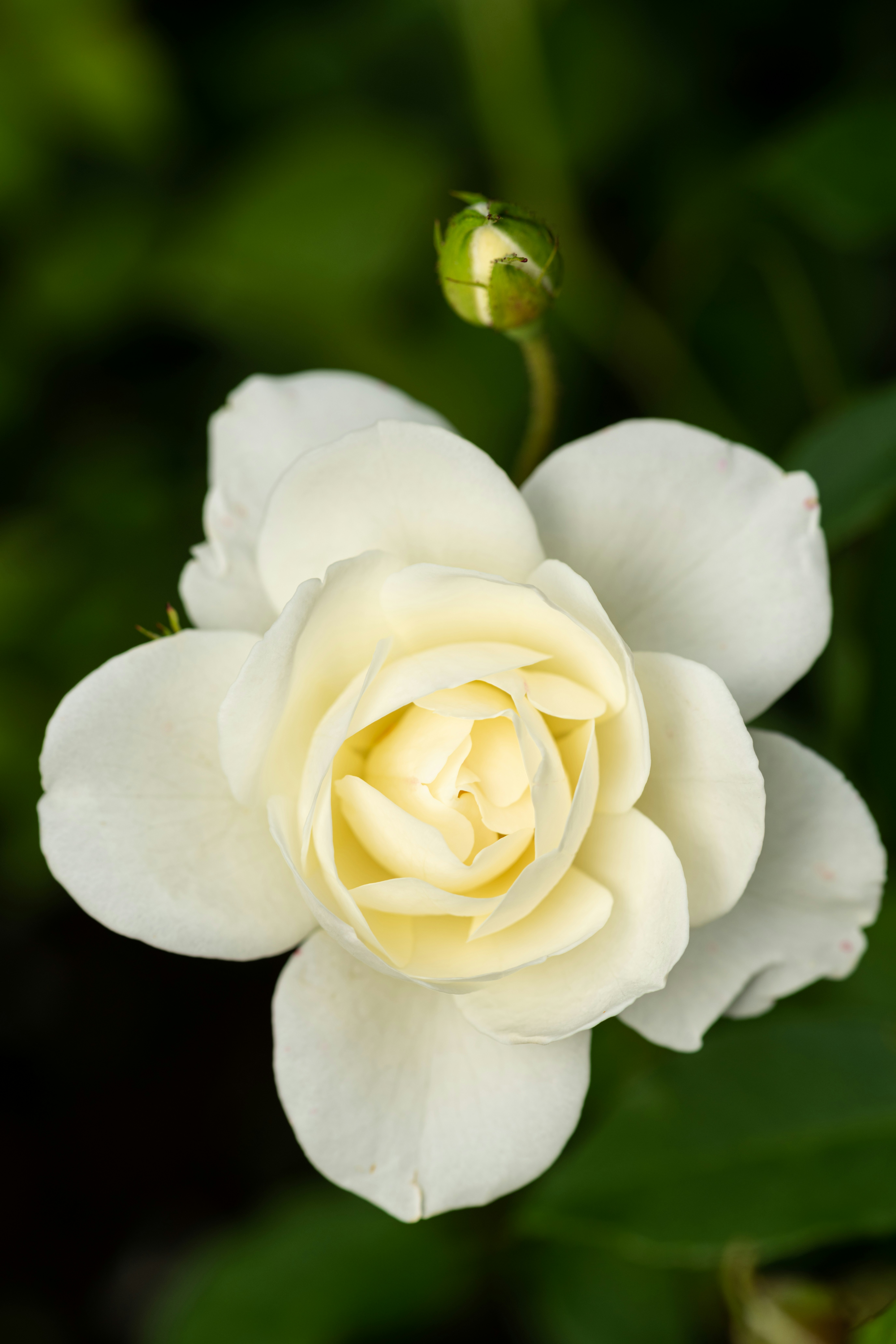 Photo by skylerewing