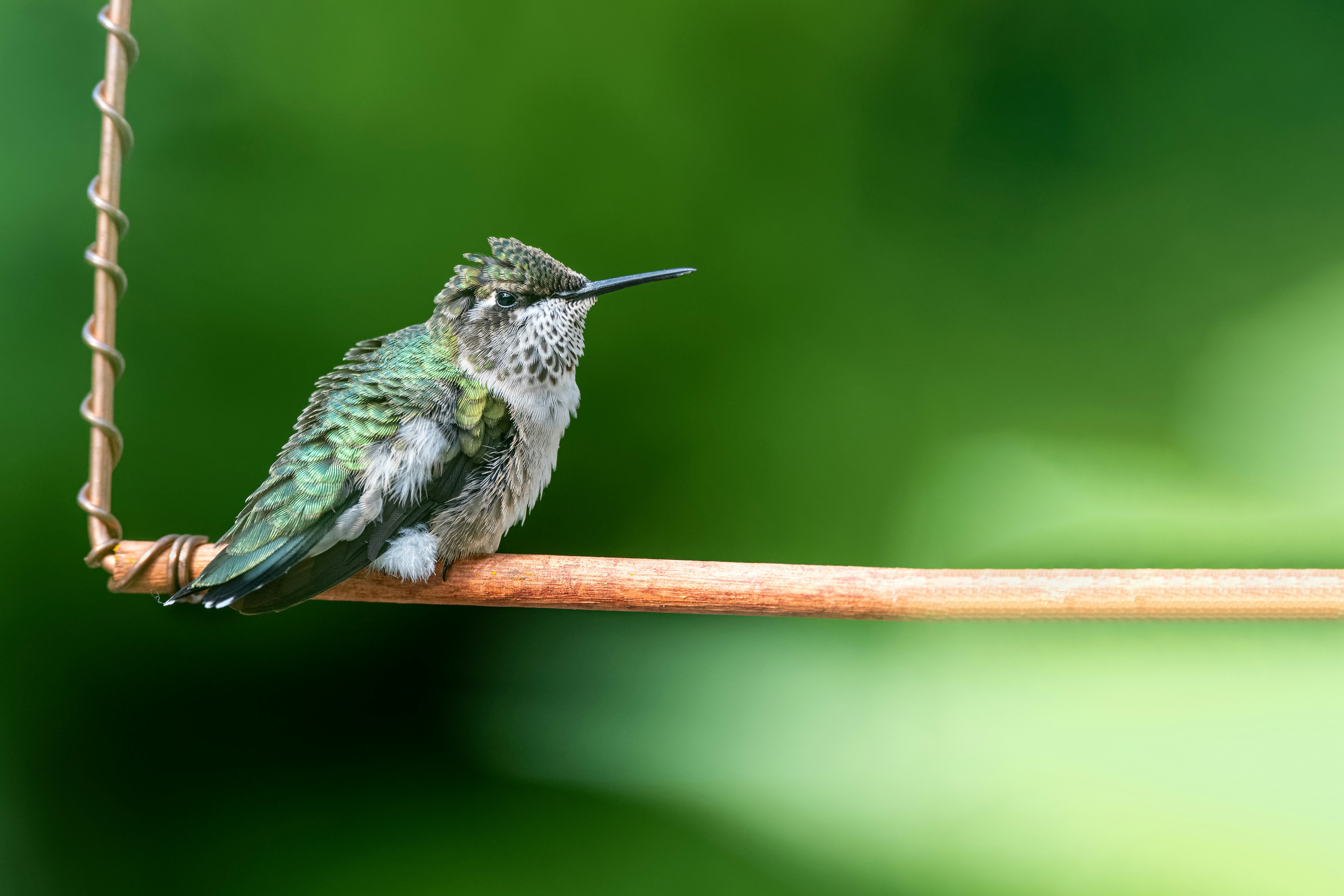 Photo by skylerewing