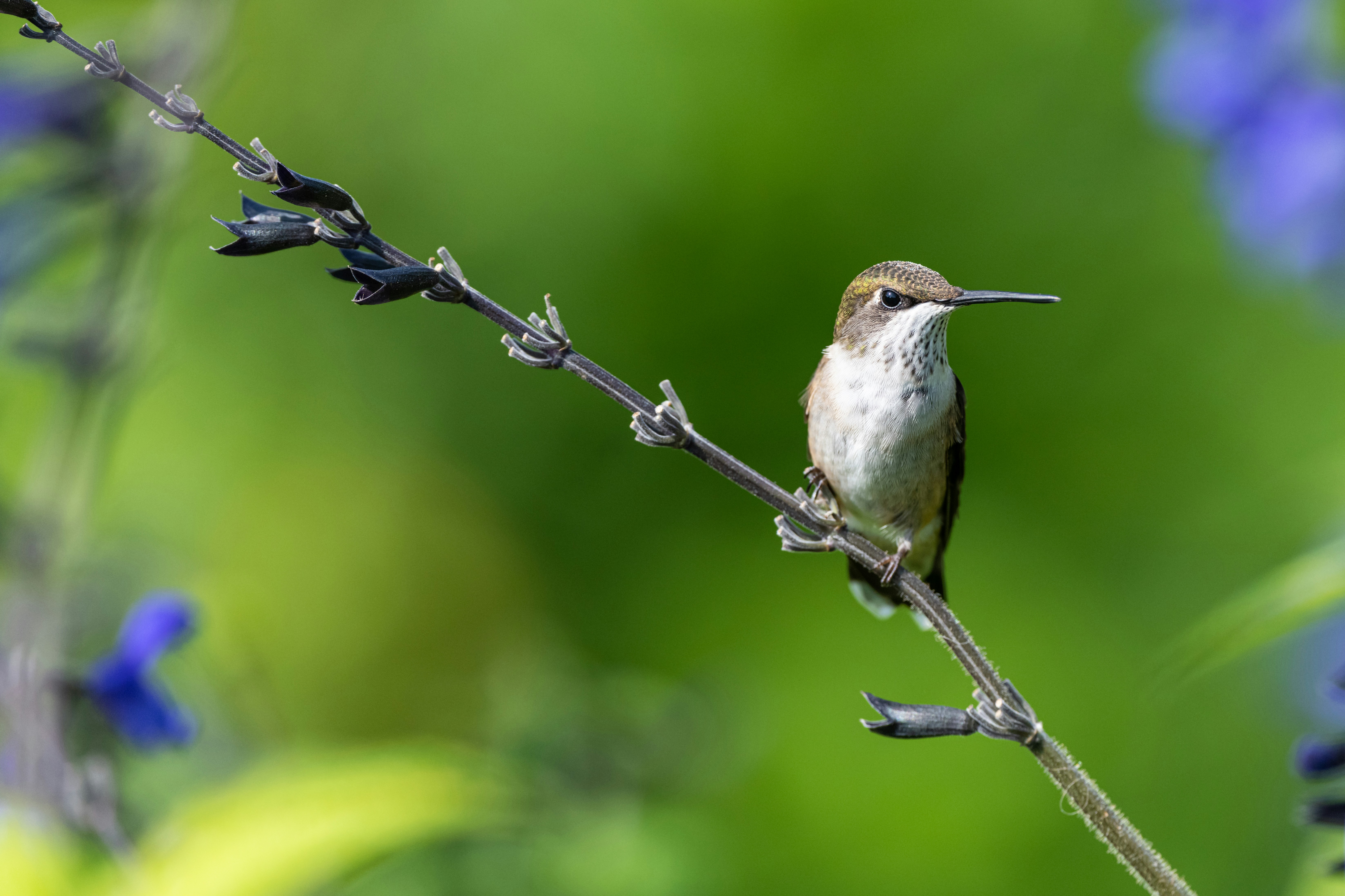 Photo by skylerewing