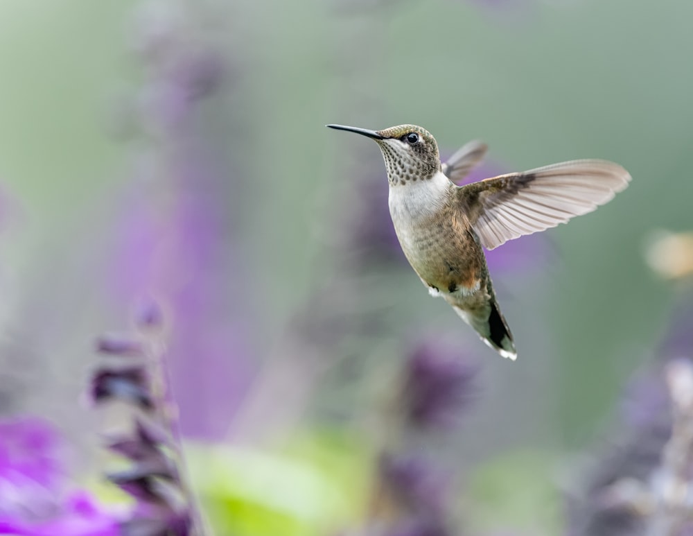 a hummingbird flying over a purple flower