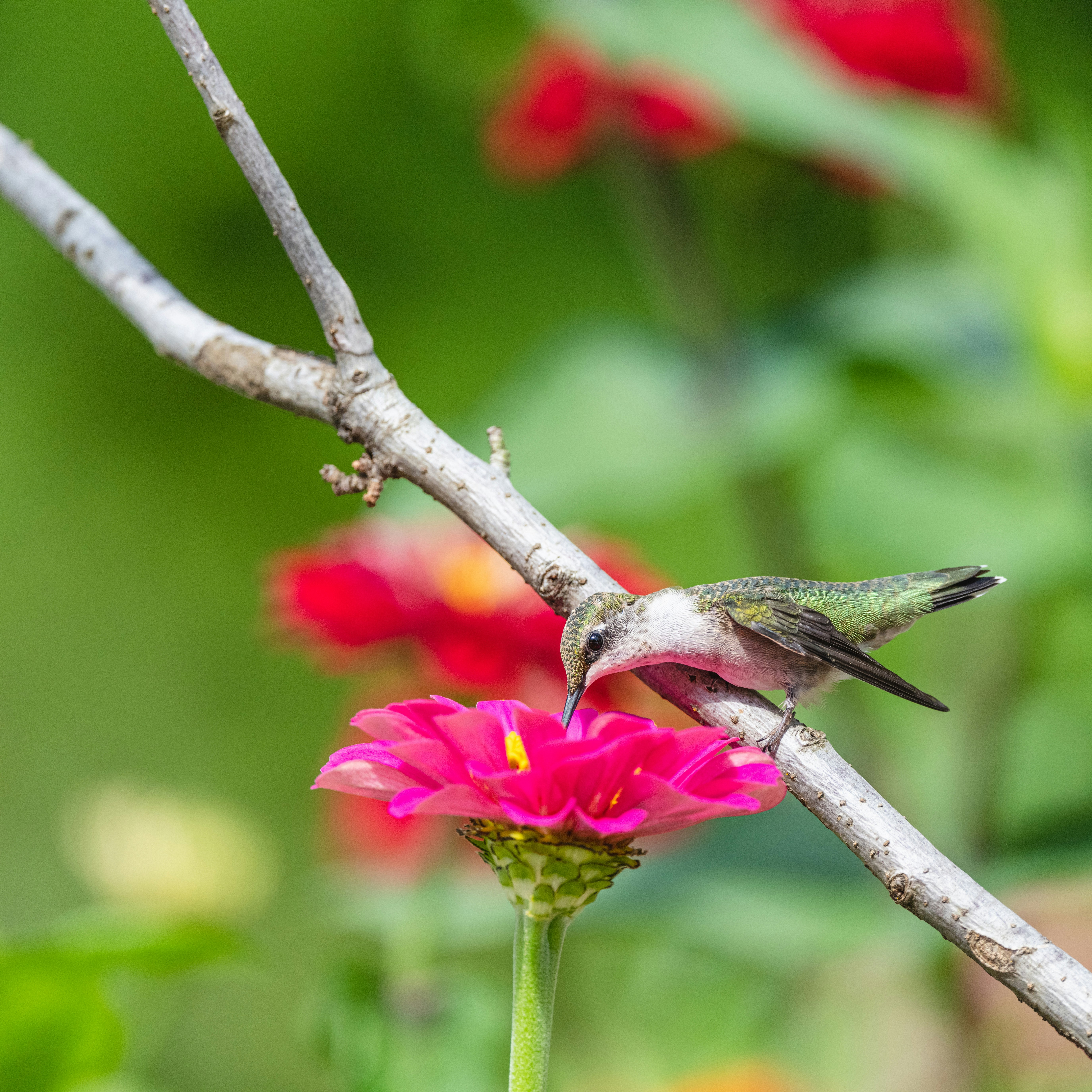 Photo by skylerewing