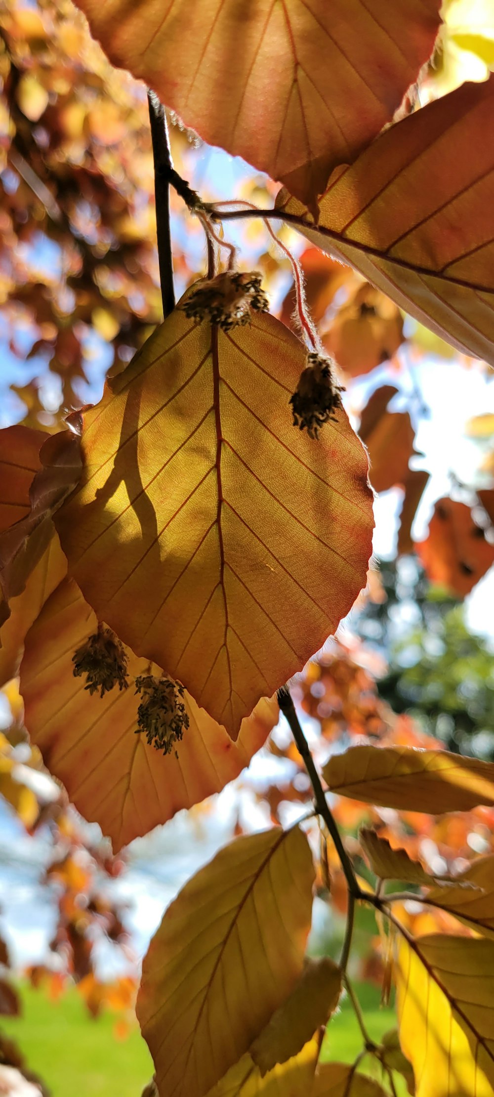 a close up of a leaf on a tree