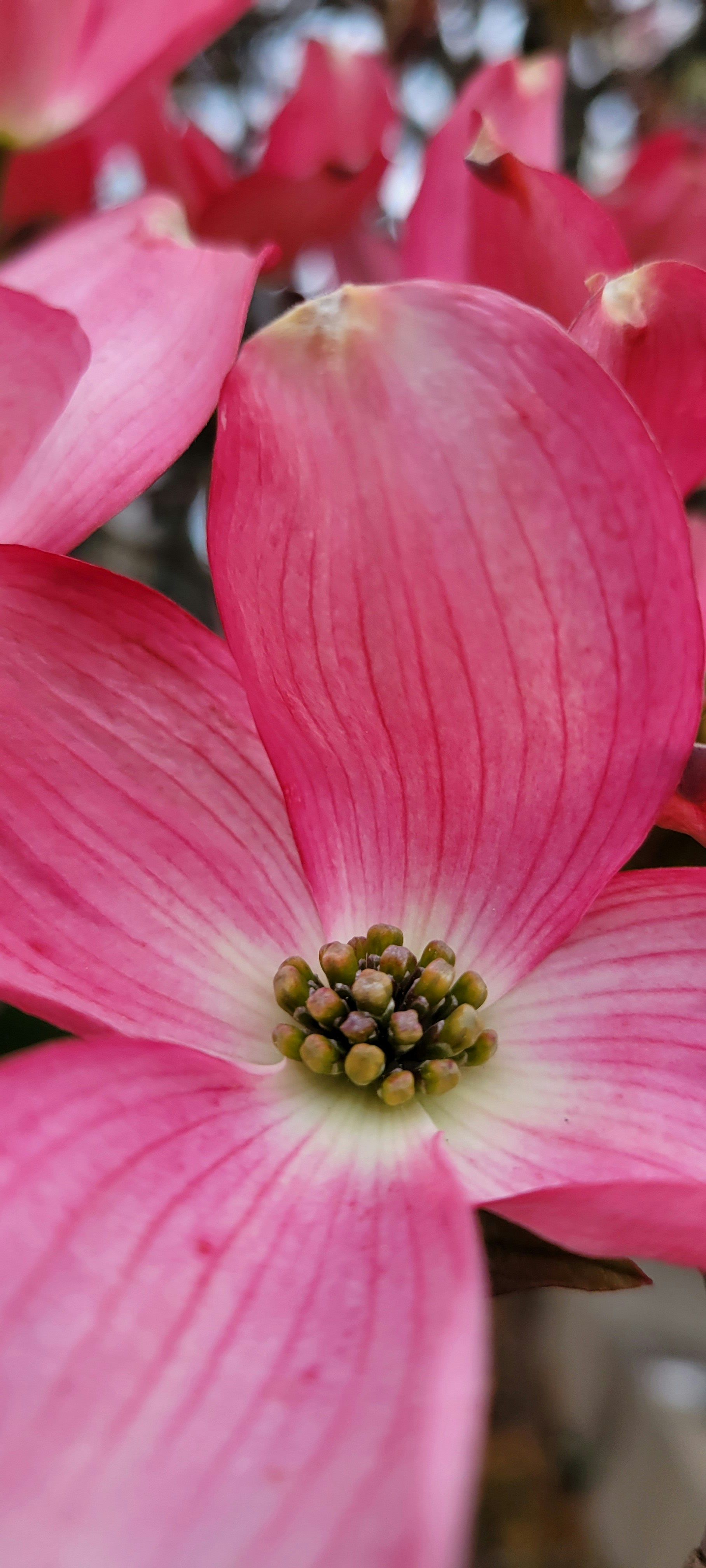 Un primo piano di un fiore rosa su un albero