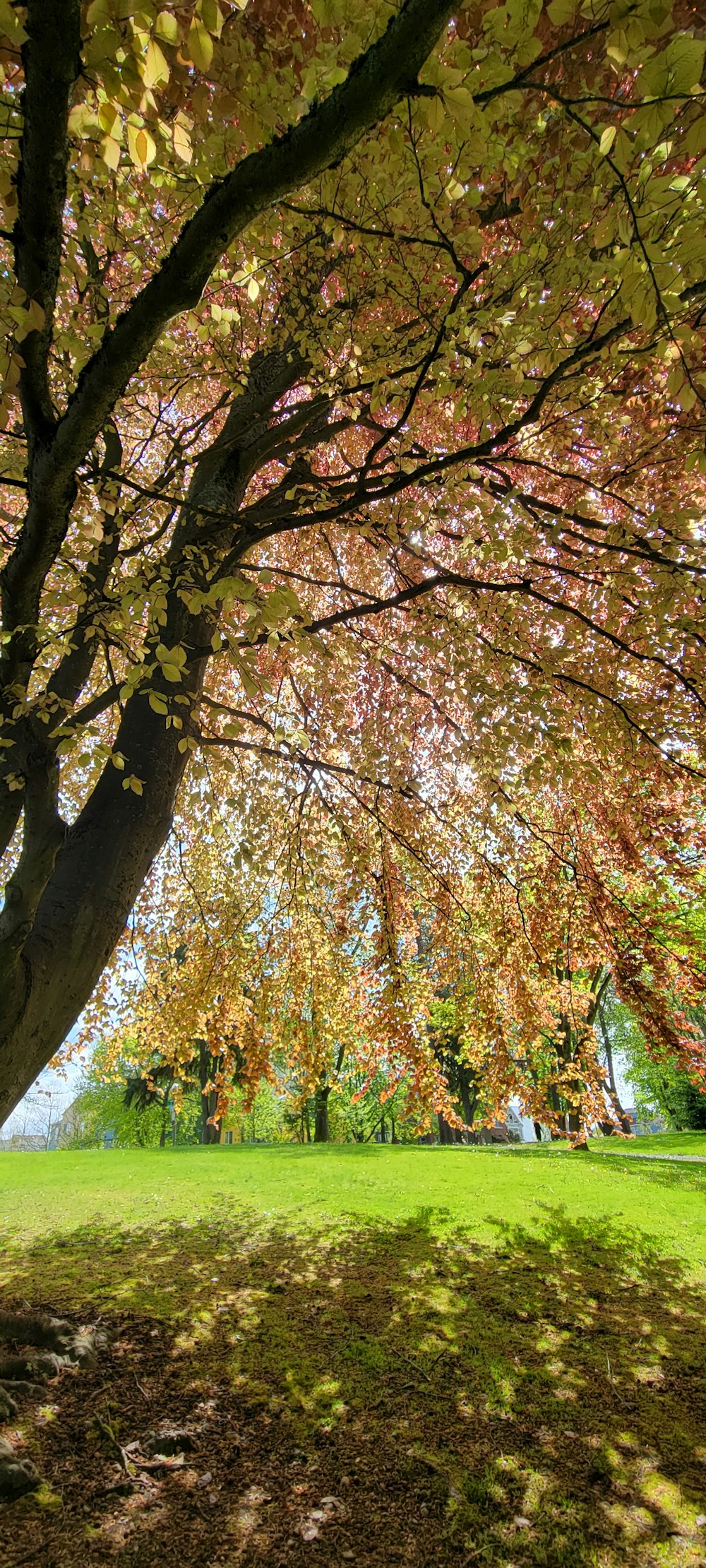 a large tree with lots of leaves on it