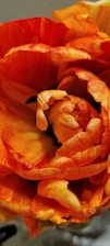 a close up of a large orange flower