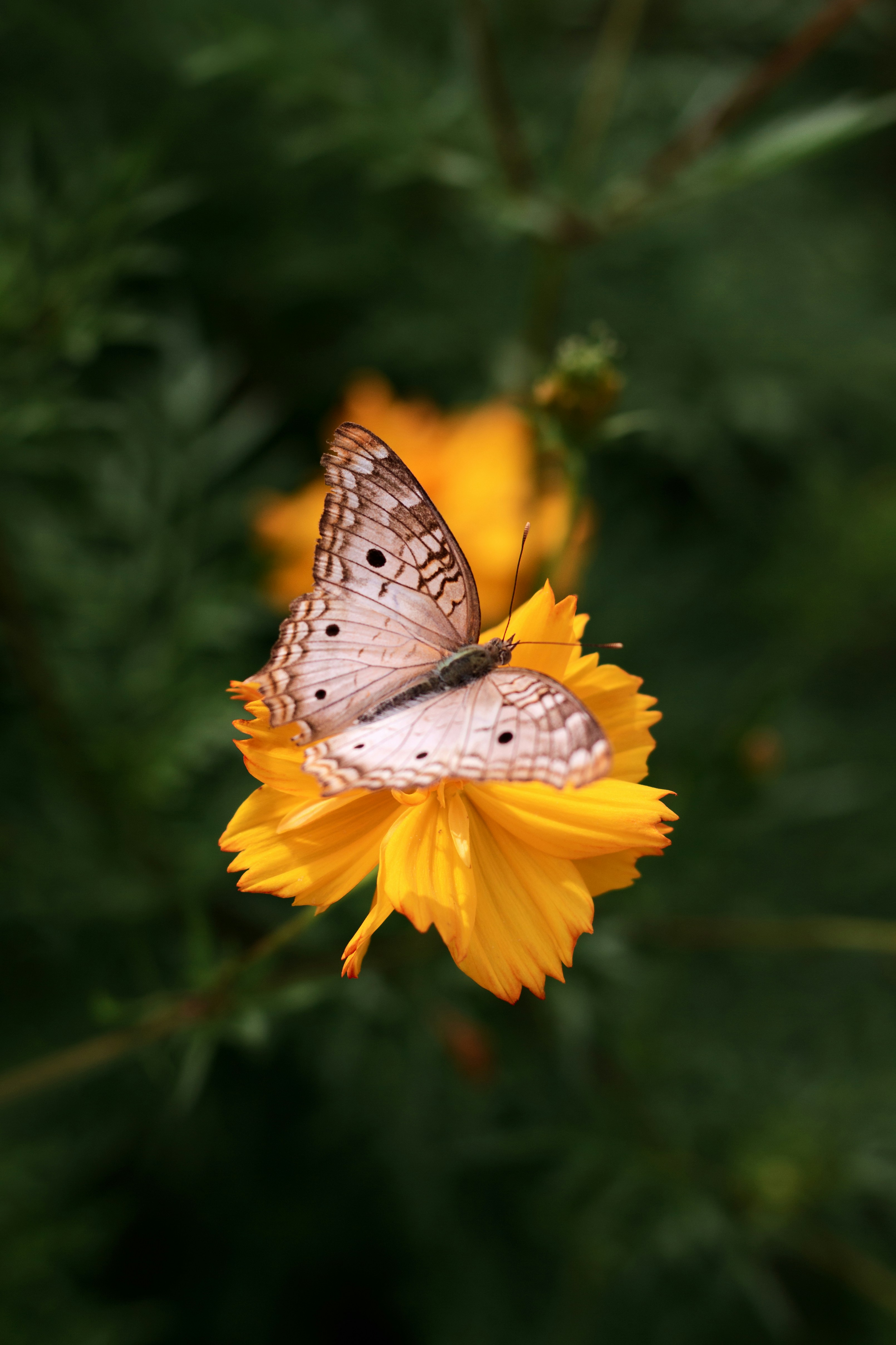 Ein Schmetterling sitzt auf einer gelben Blume