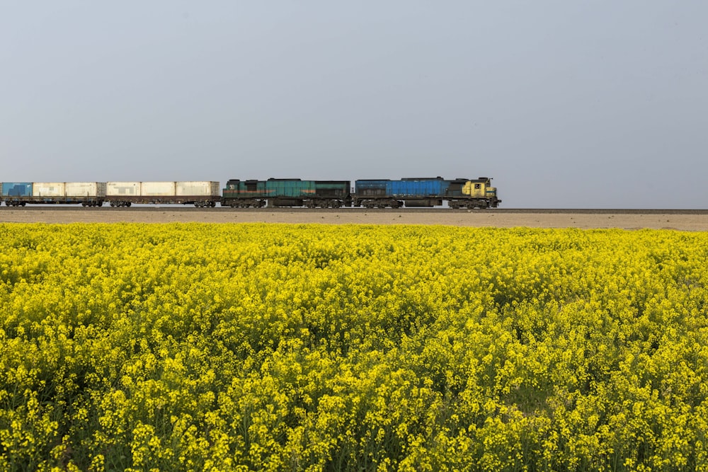 a train traveling through a field of yellow flowers
