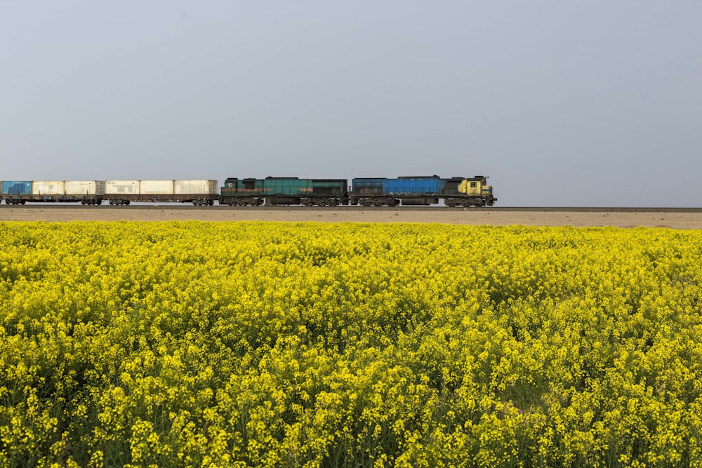 Un tren que viaja a través de un campo de flores amarillas