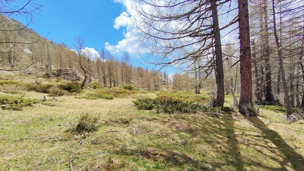 a grassy field with trees and a mountain in the background