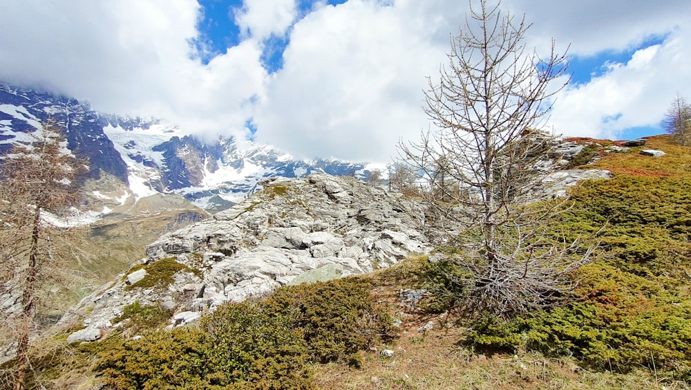 Blick auf einen verschneiten Berg mit einem Baum im Vordergrund