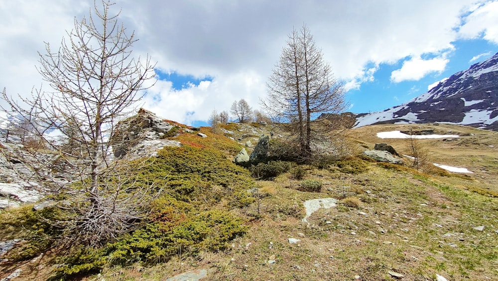 a grassy field with trees and snow covered mountains in the background