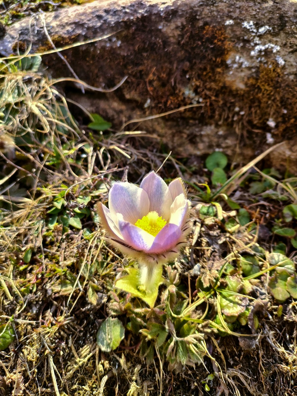 a small pink flower sitting on top of a patch of grass