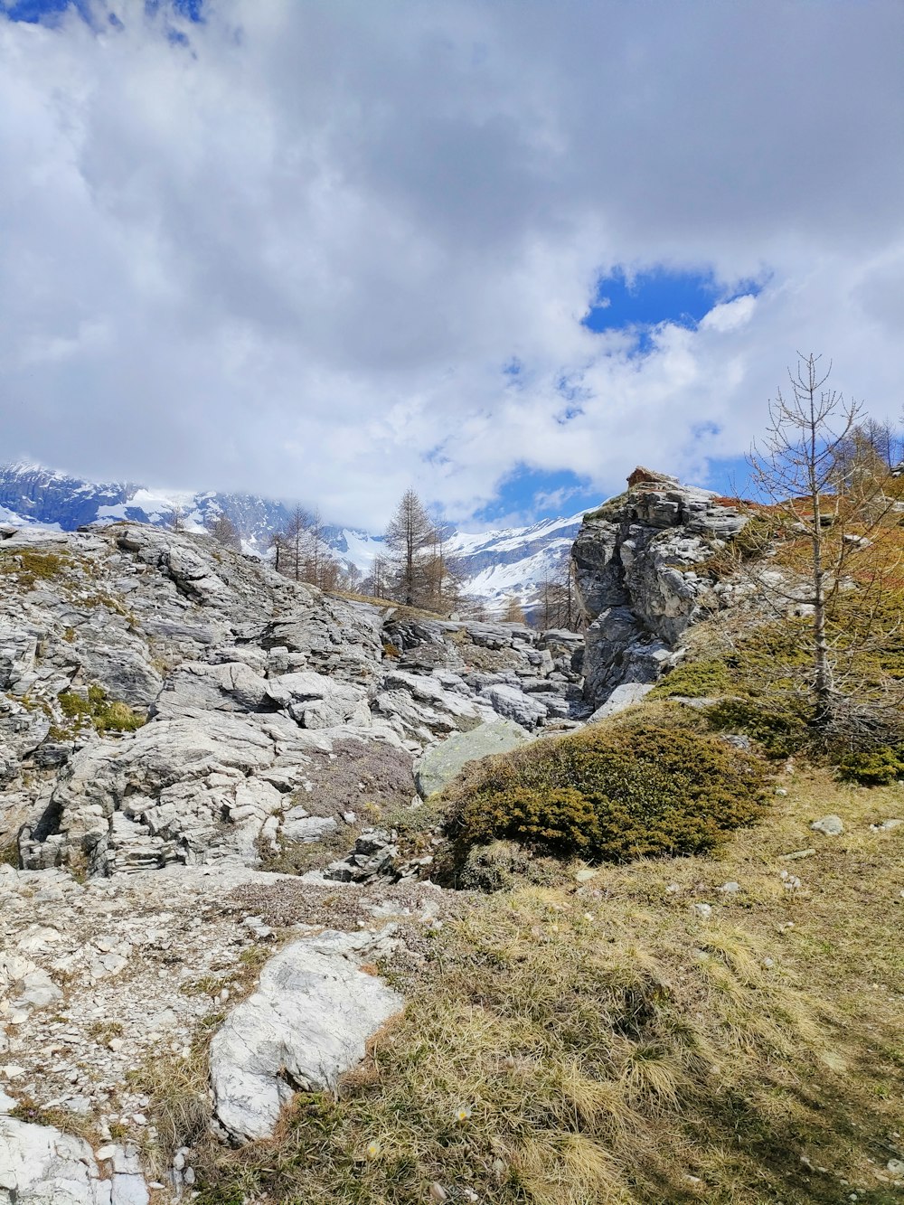 a rocky area with a few trees on it