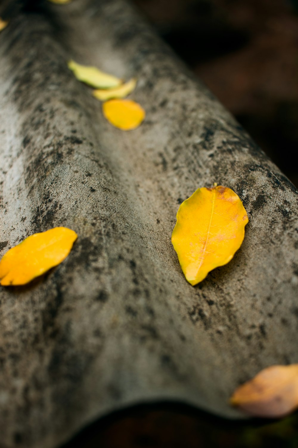 a yellow leaf is on a metal surface