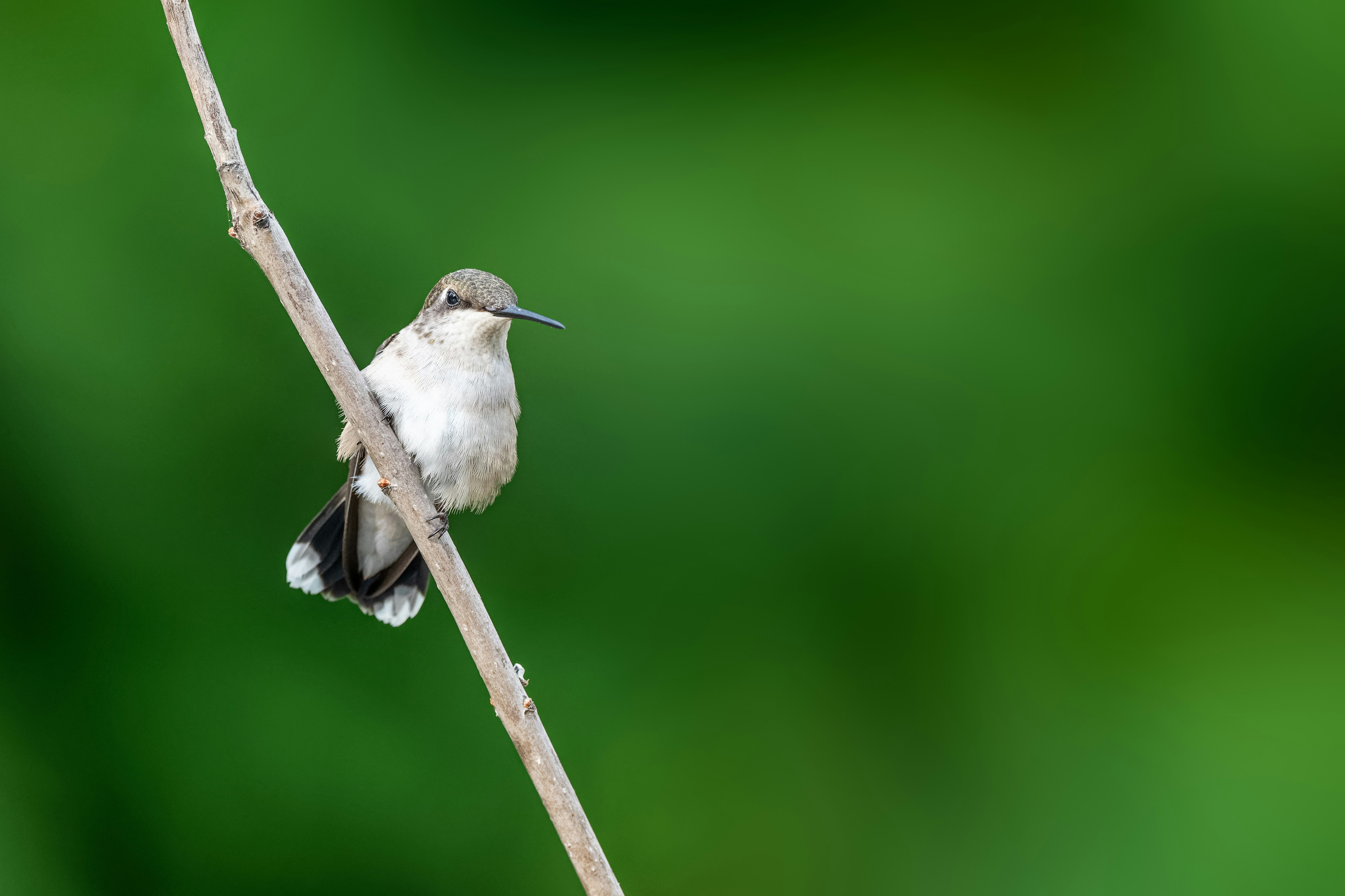 Photo by skylerewing