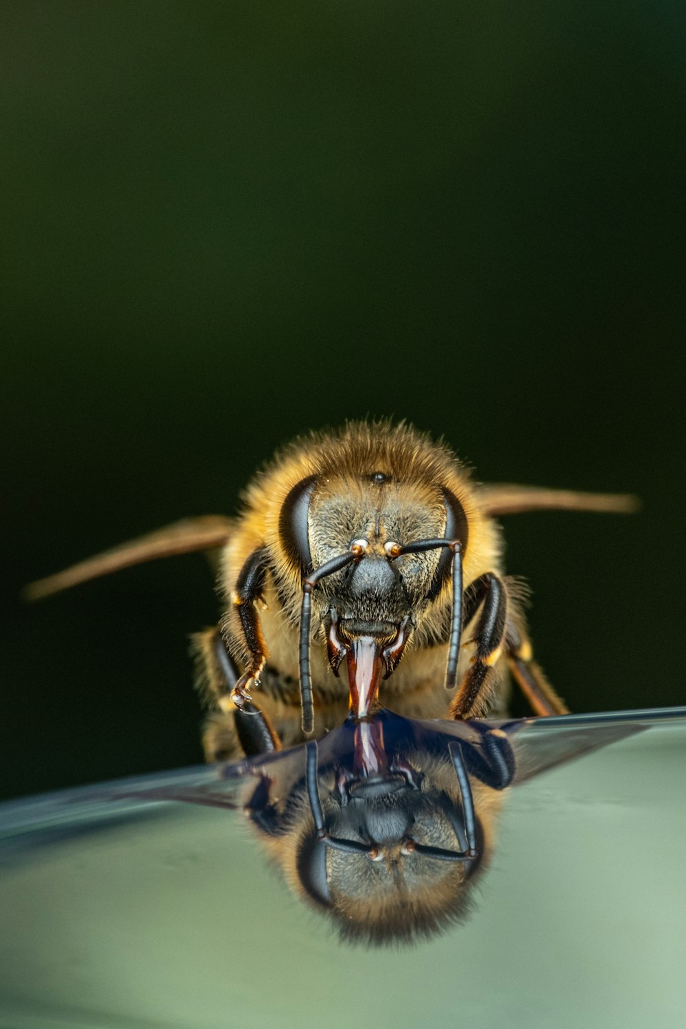 a close up of a bee on the hood of a car