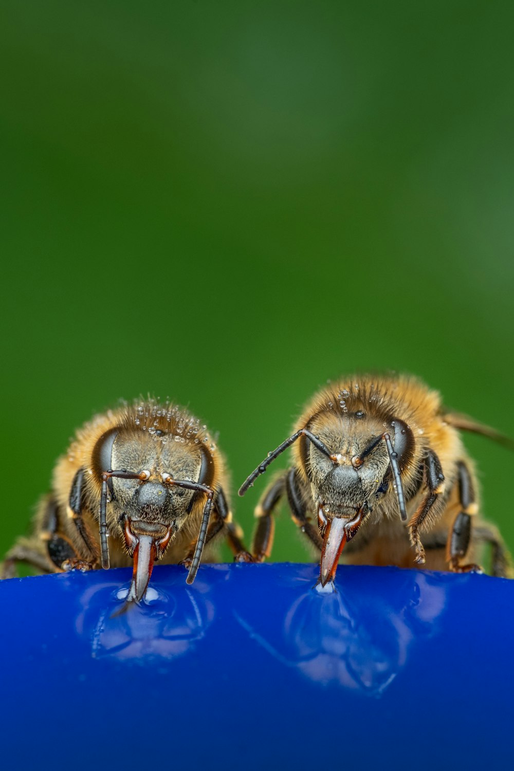 a couple of bees sitting on top of a blue object