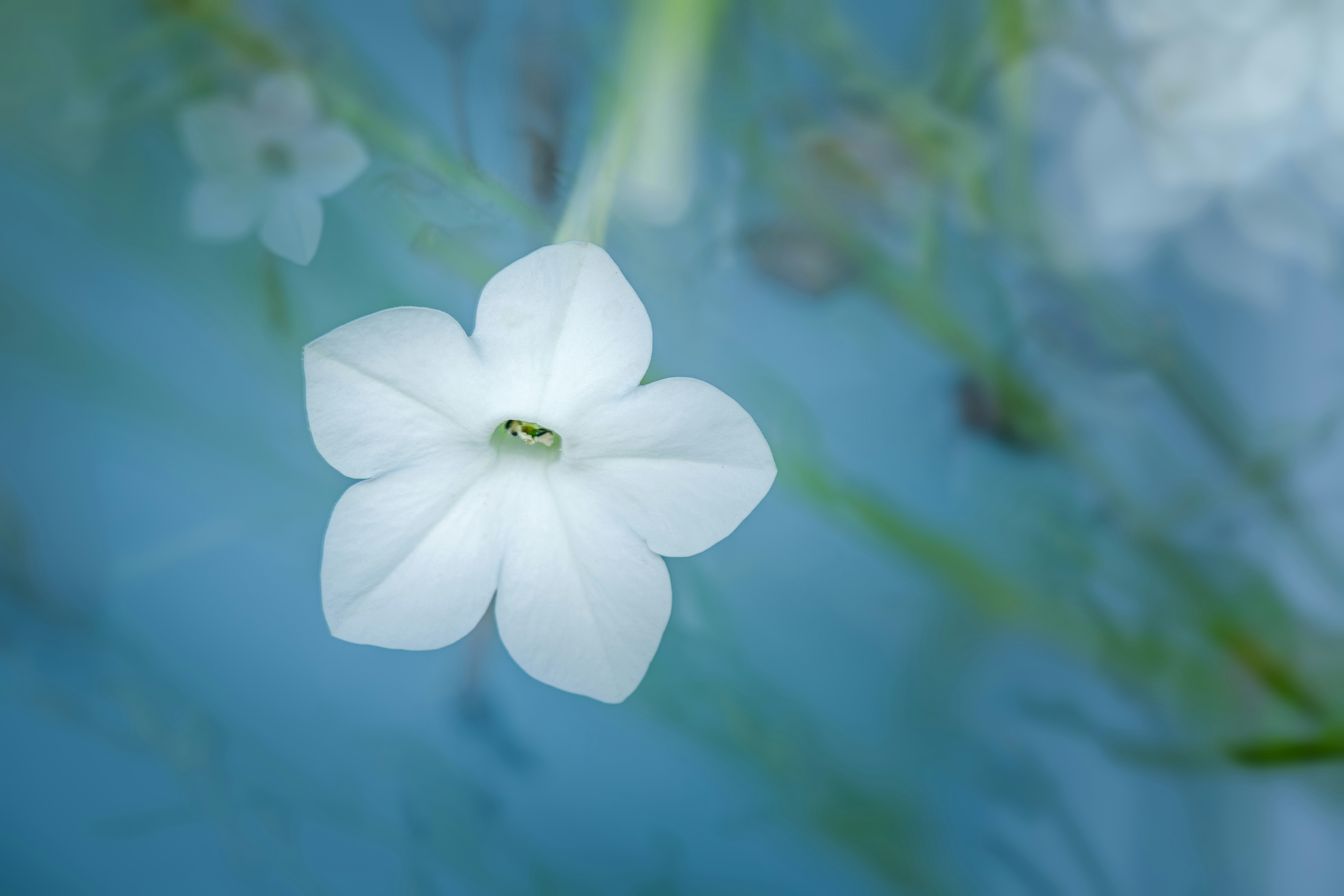 Photo by skylerewing