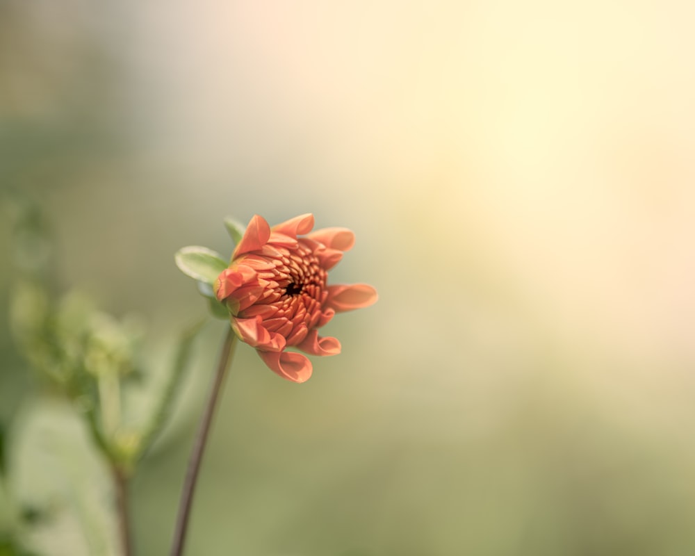 eine einzelne orangefarbene Blume mit verschwommenem Hintergrund