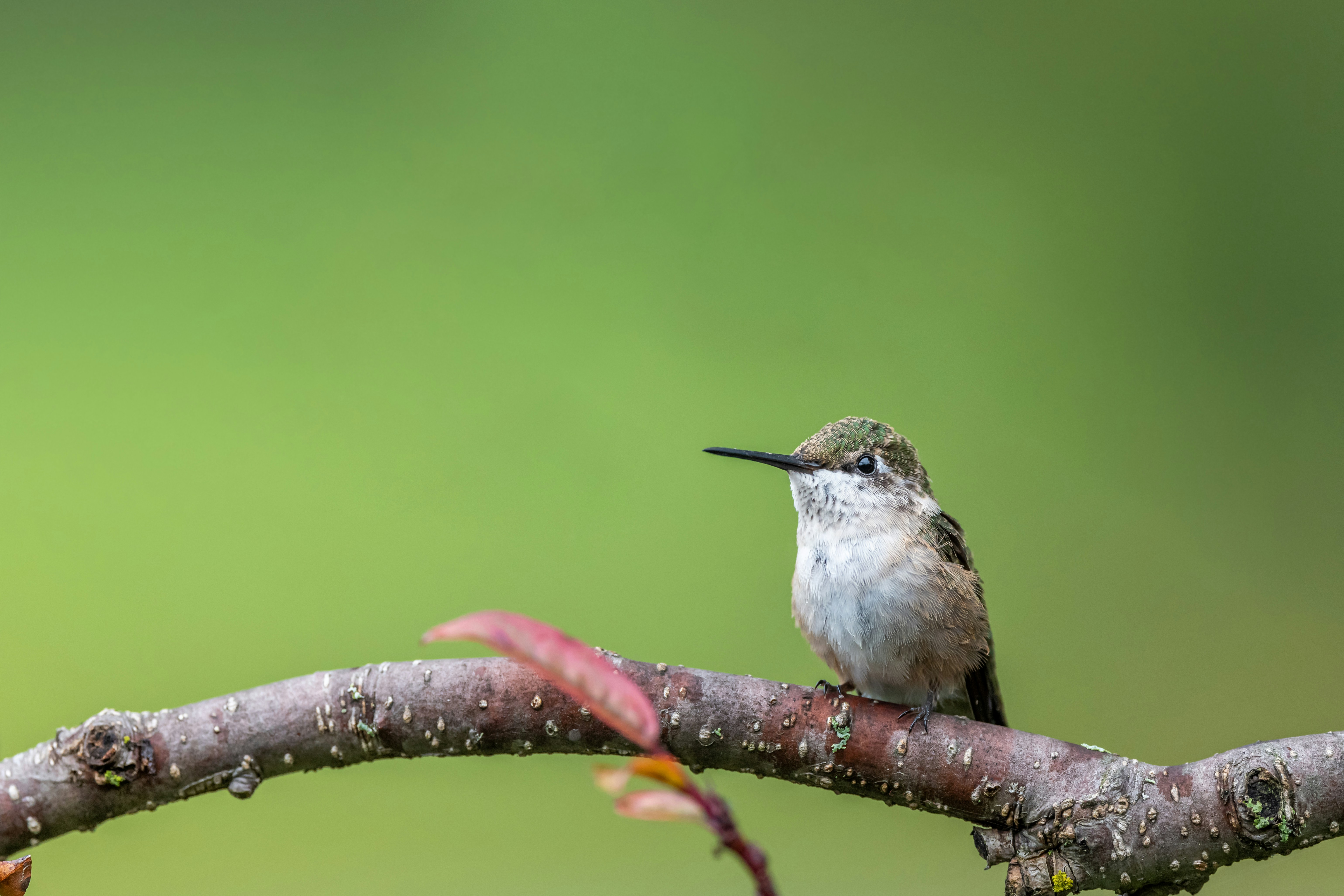 Photo by skylerewing