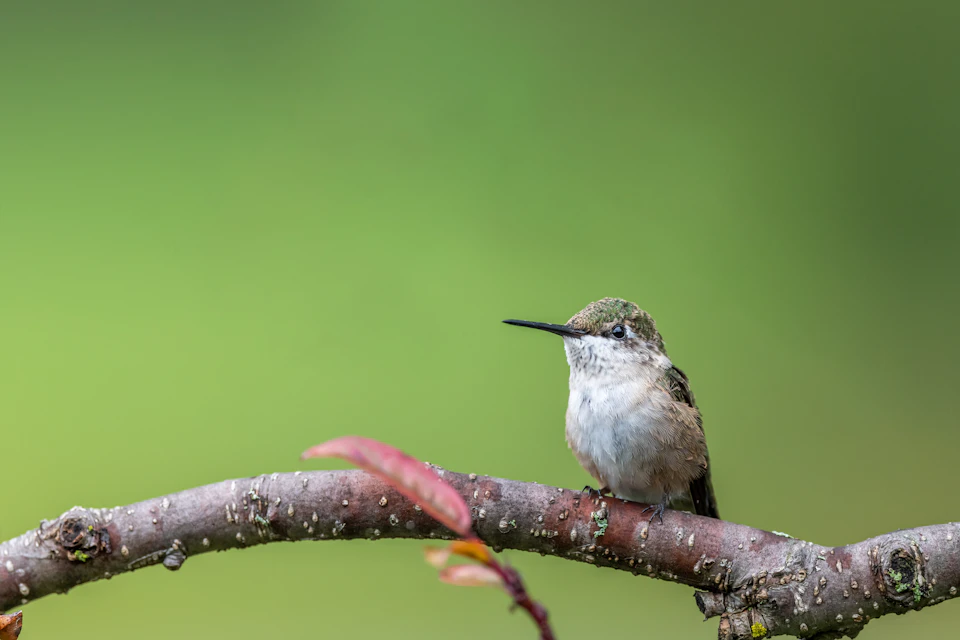 In a verdant landscape, a small hummingbird is perched on a branch adorned with red and orange leaves. The bird's wings are folded neatly at its sides, and it faces towards the right side of the frame. The background is a soft blur of green hues, providing a natural backdrop to this delicate scene.