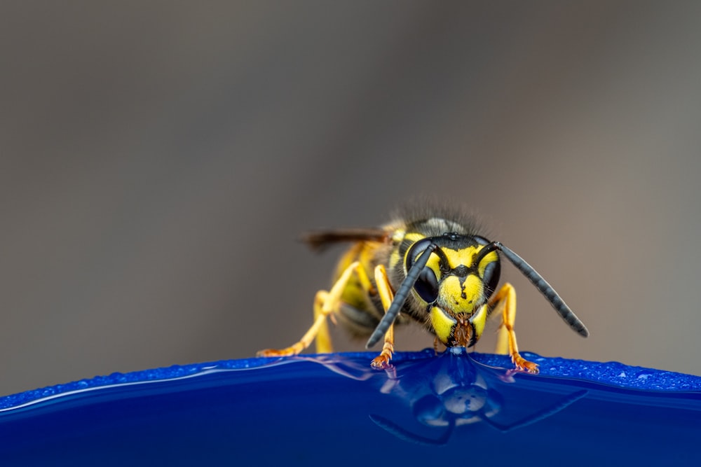 a yellow and black insect sitting on top of a blue object