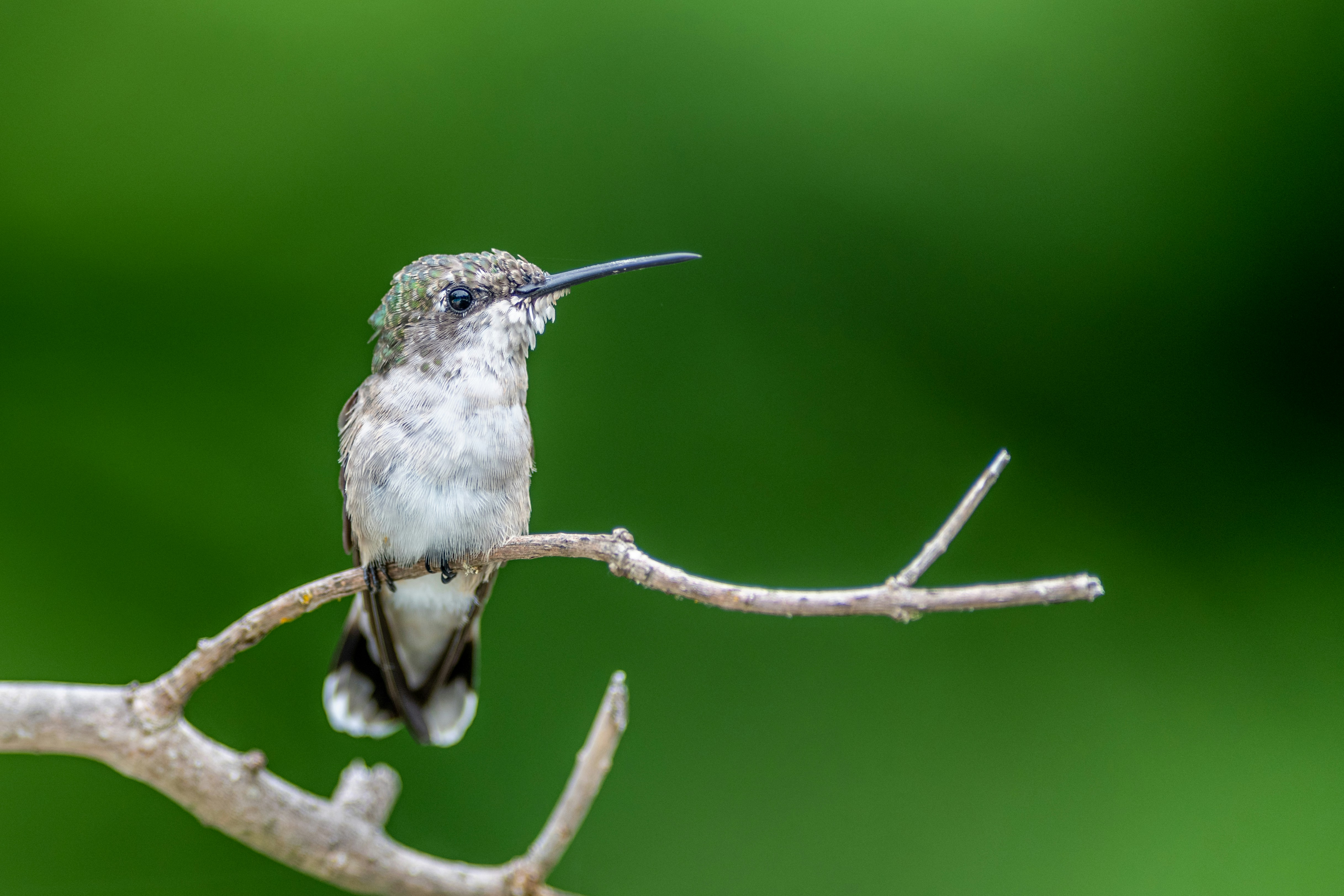 Photo by skylerewing