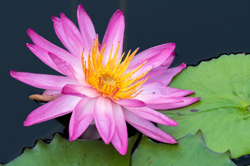 a pink and yellow water lily in a pond