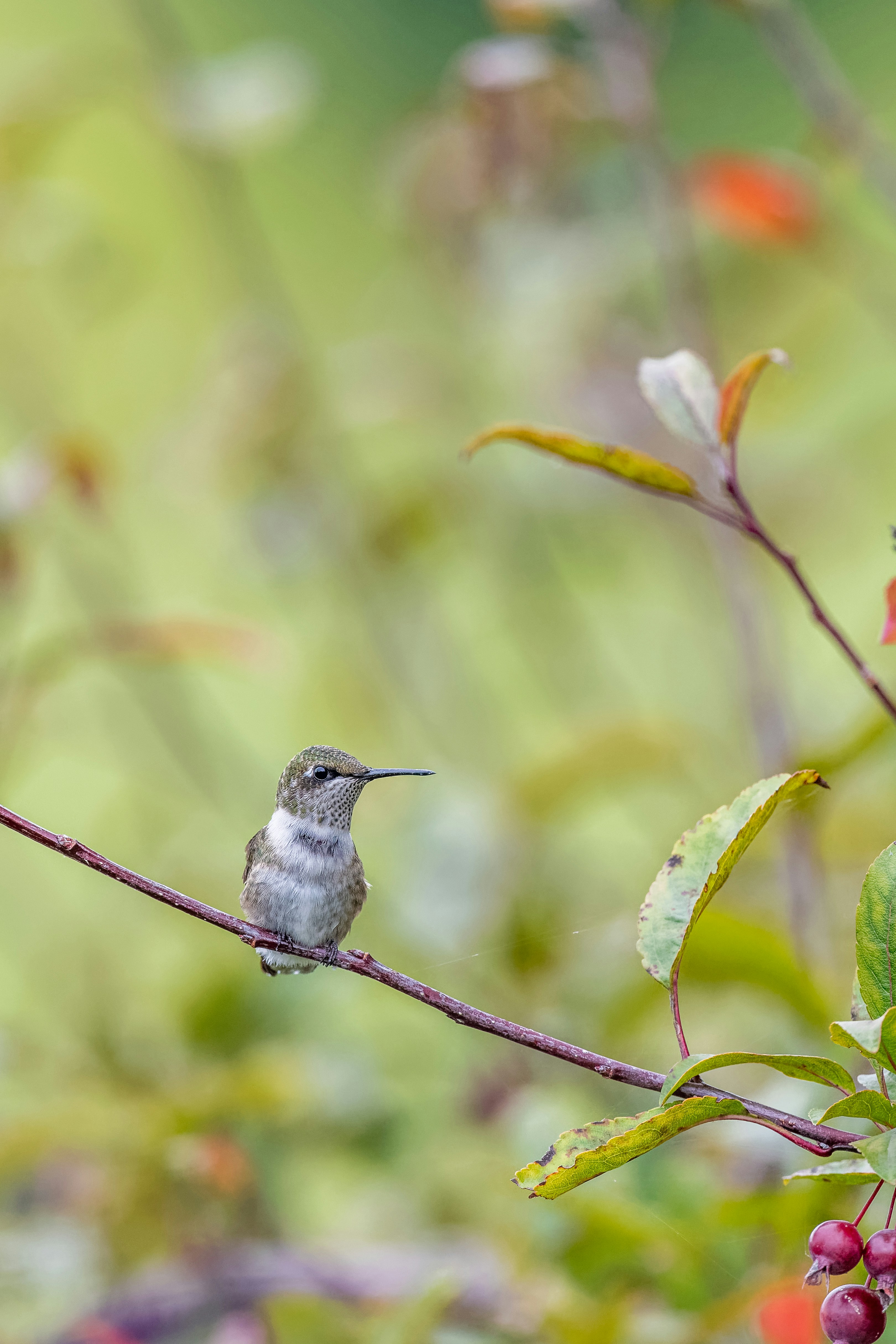 Photo by skylerewing