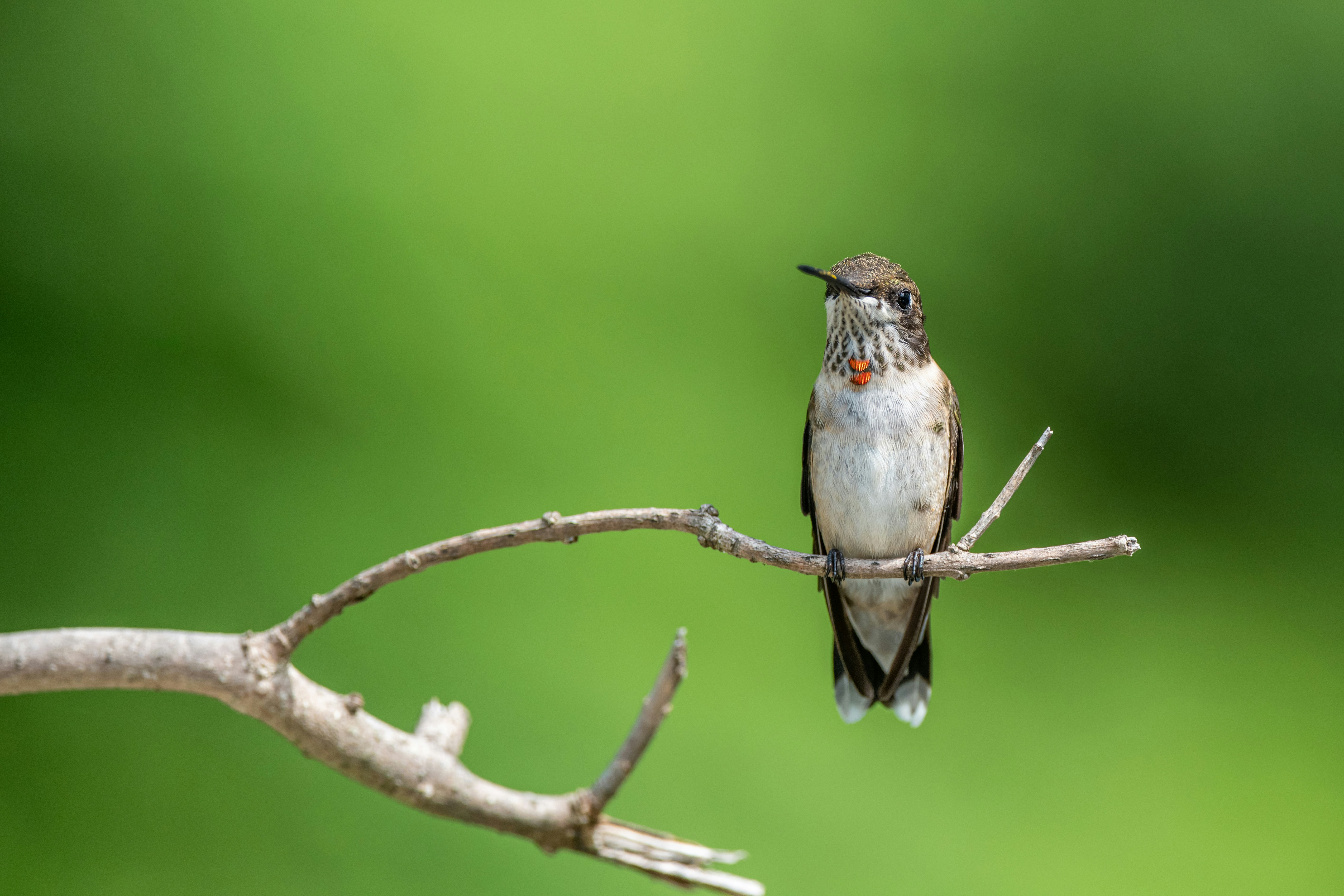 Photo by skylerewing