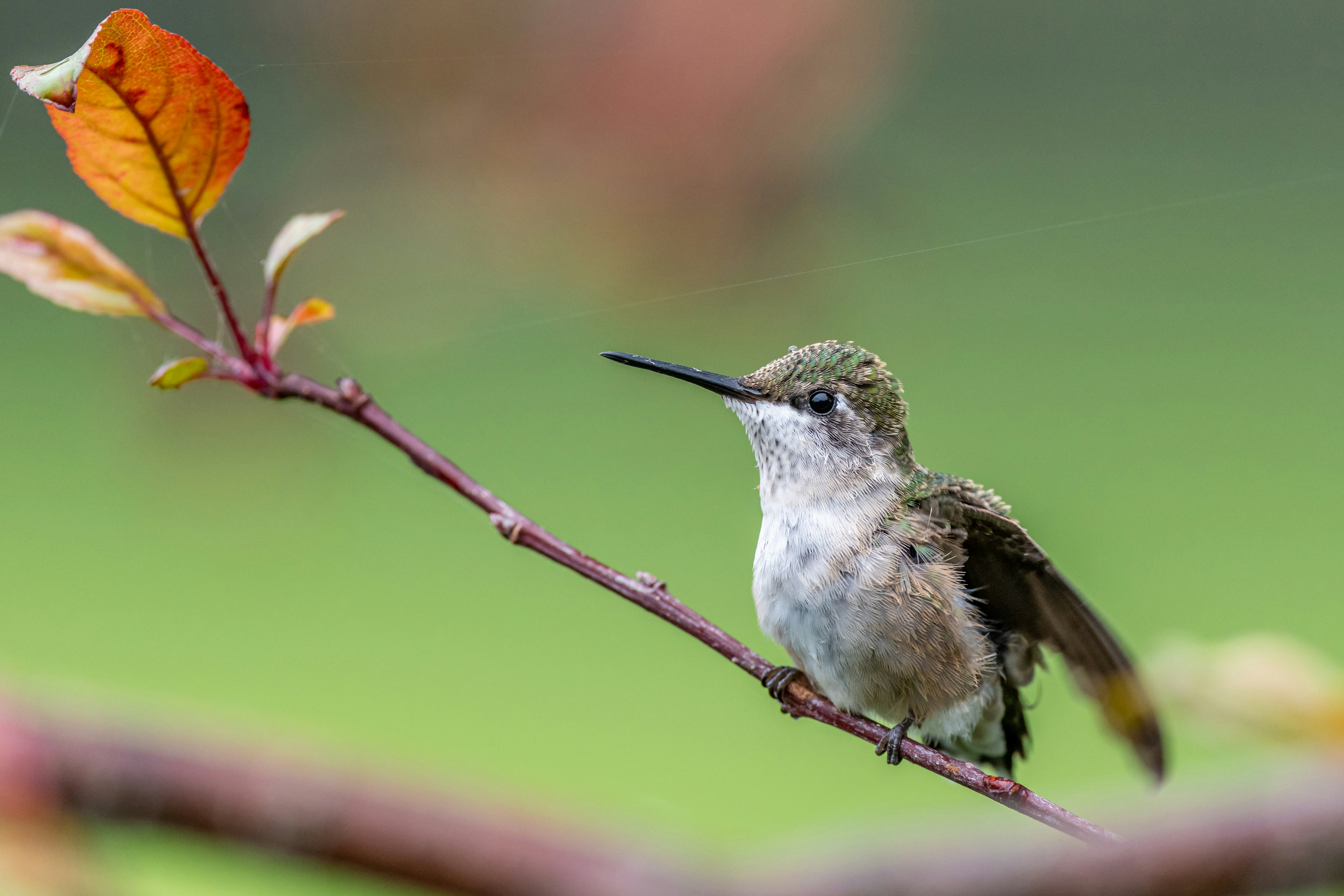 Photo by skylerewing