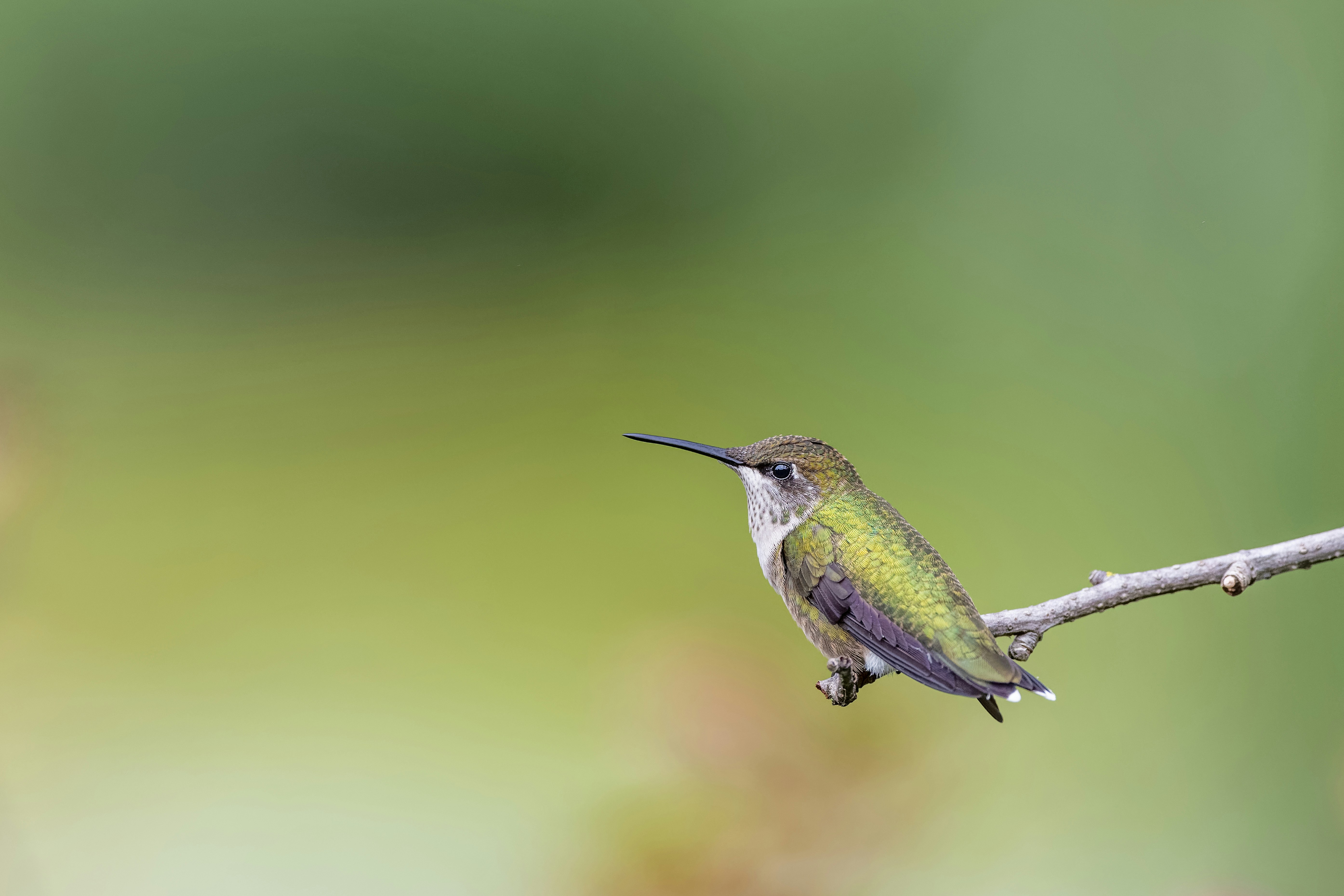 Photo by skylerewing